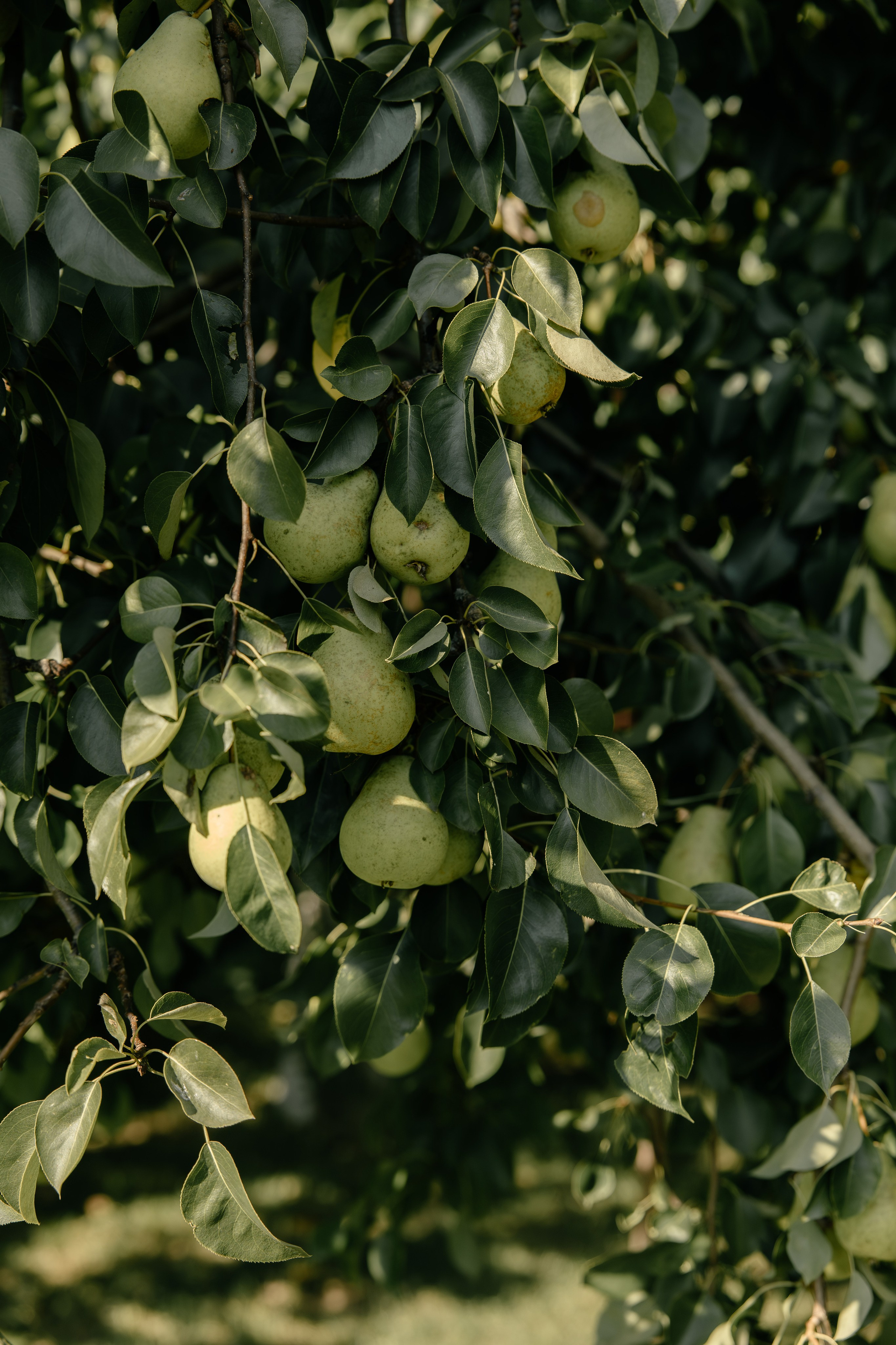 Ефим и Анастасия. Фотограф Арина Елизарова