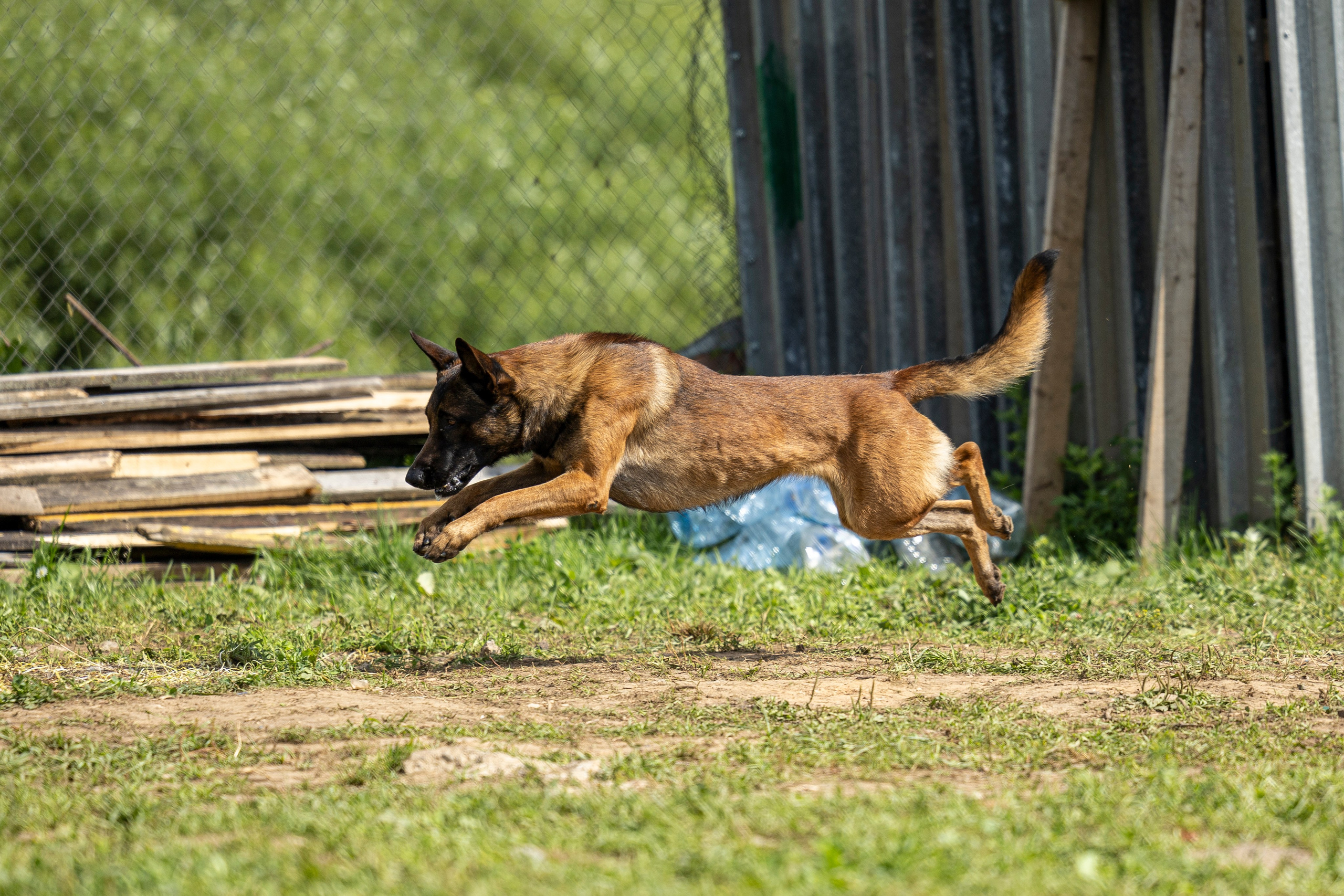 Соревнования по Мондьорингу г. Вологда 10-11.08.2024. Фотограф-анималист Анна Маринич