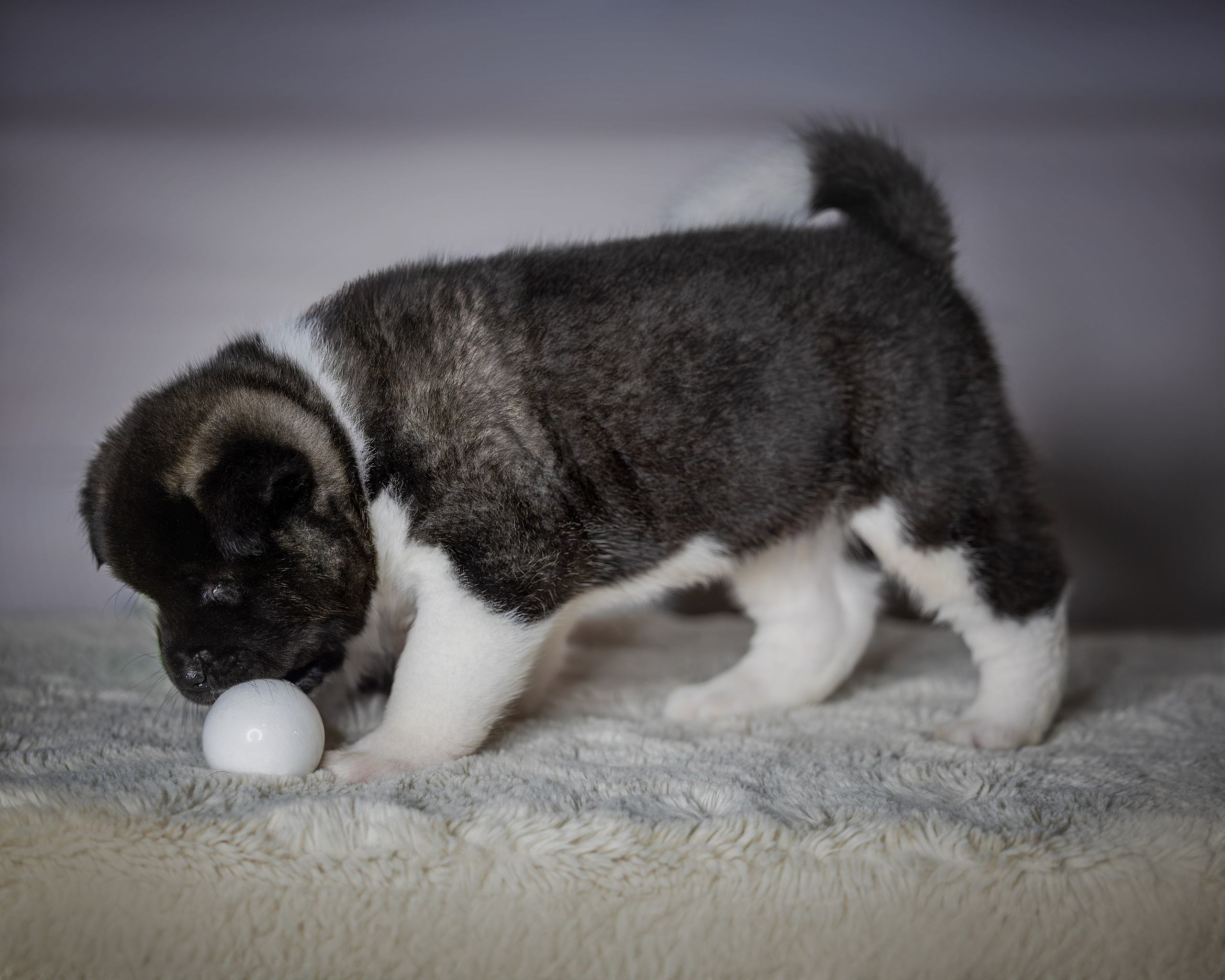 Щеночки Ам. Акиты. Главная