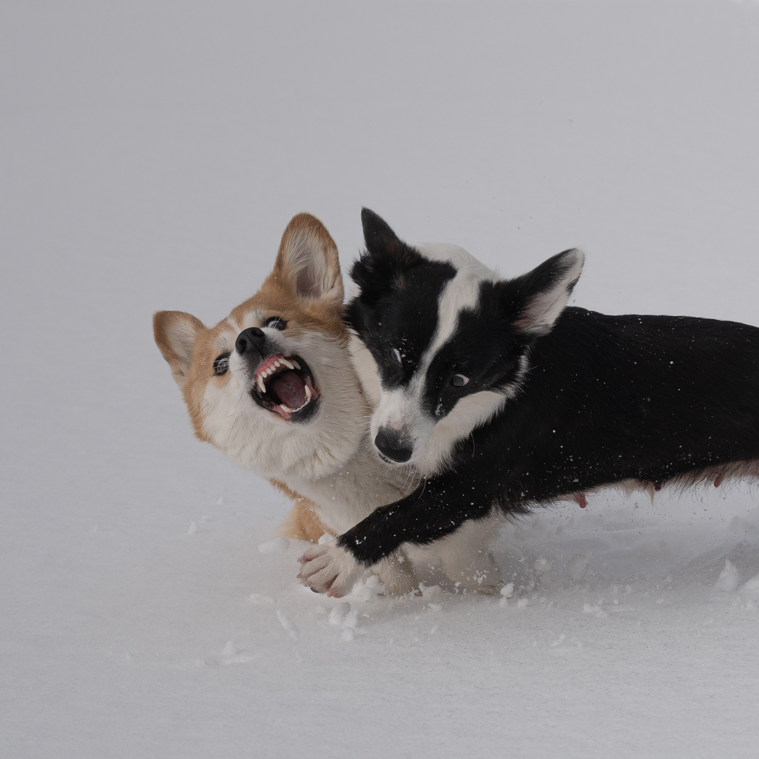 Вы и ваши питомцы. Фотограф в Санкт-Петербурге Александра Ладыгина