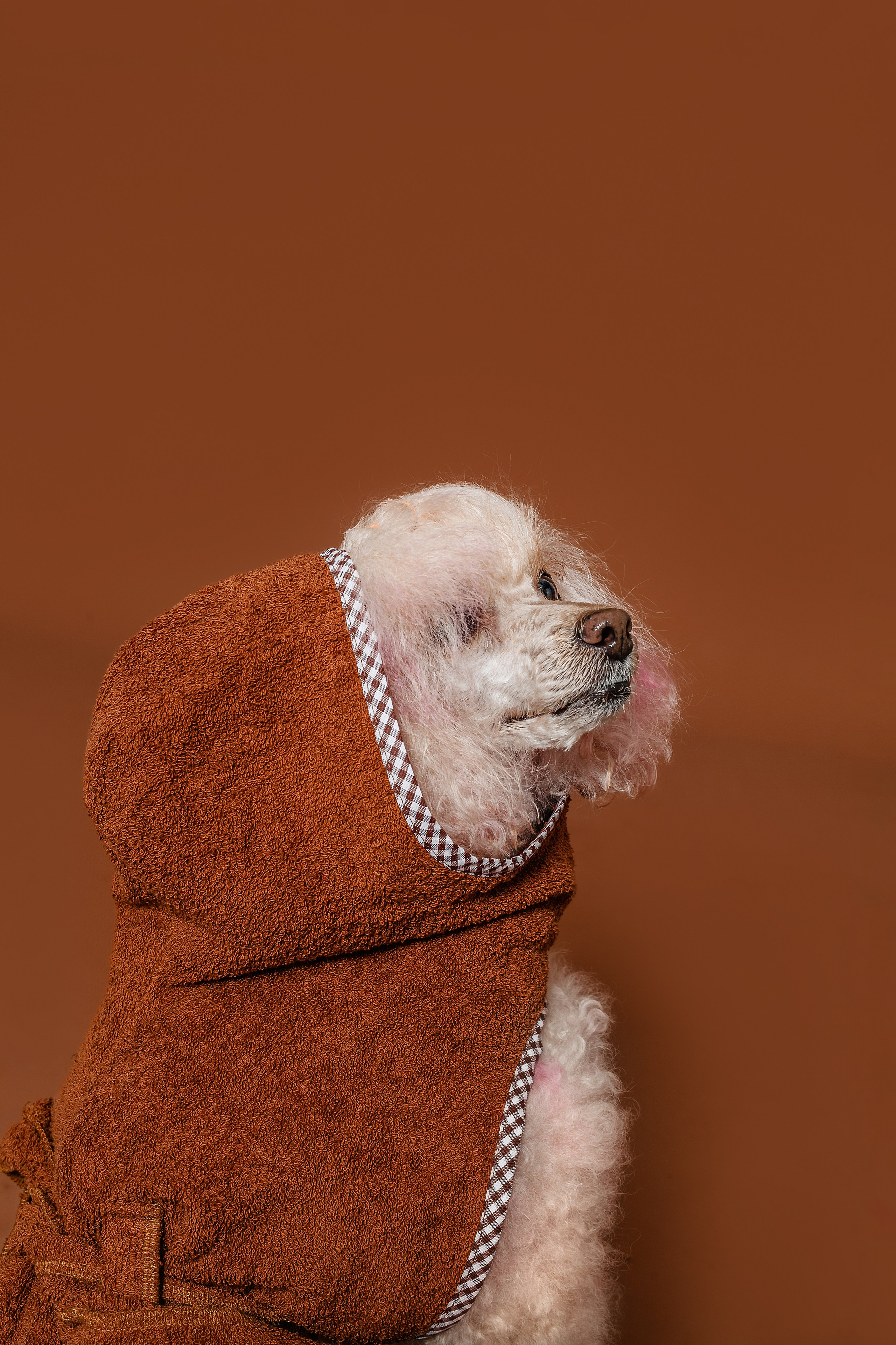 Съемка для бренда TEDDYBOY. Фотограф-анималист Татьяна Степанова