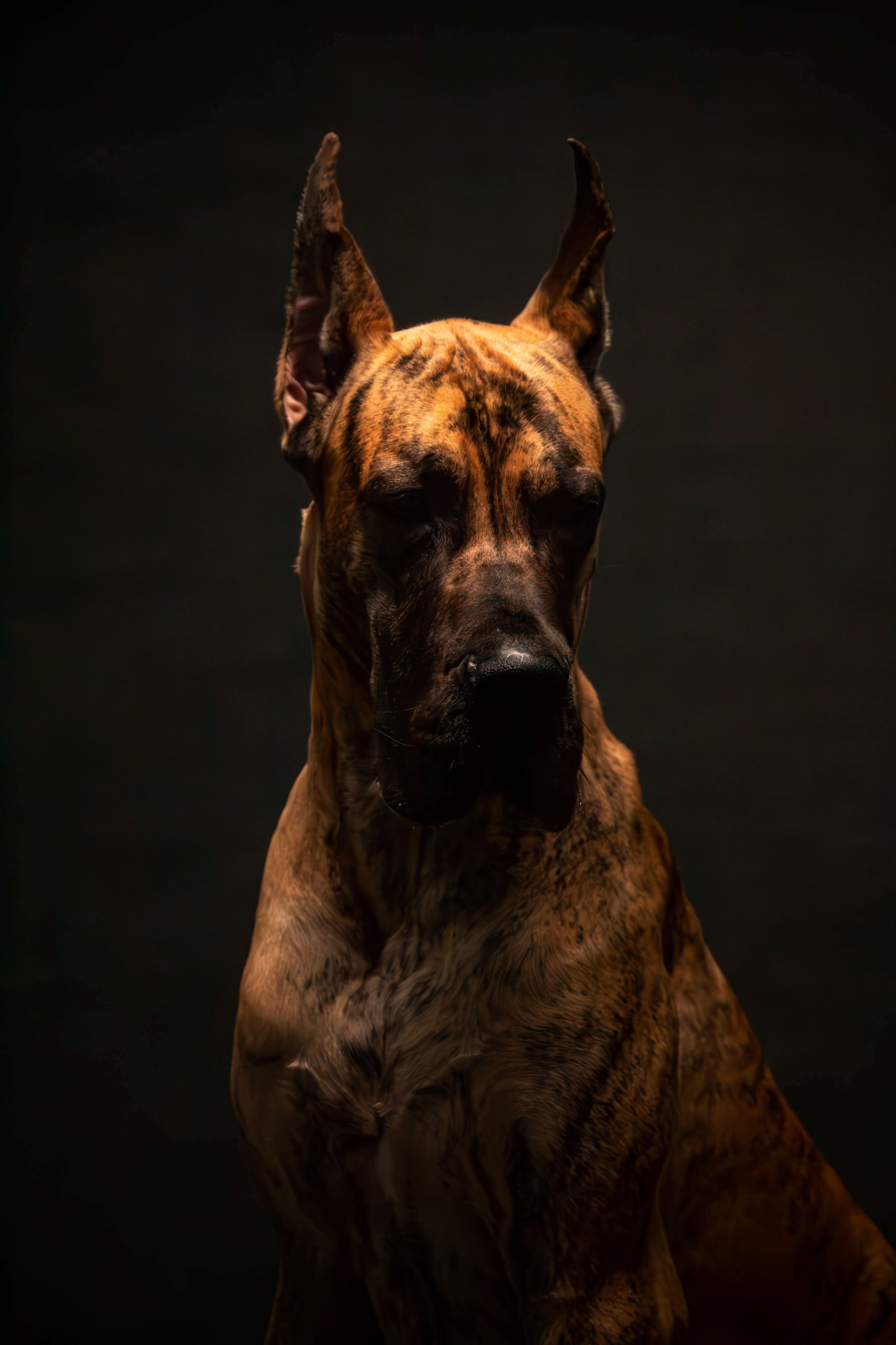 Фотосессия с животными. Фотограф анималист — Тула, Москва