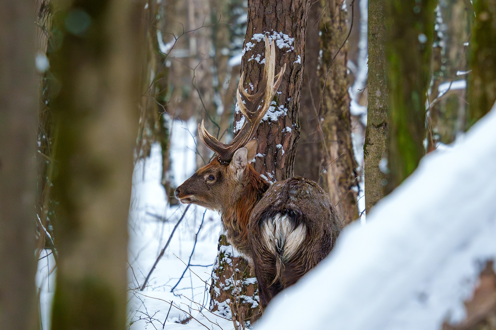 Животные. Ваш личный фотограф Марина Волкова