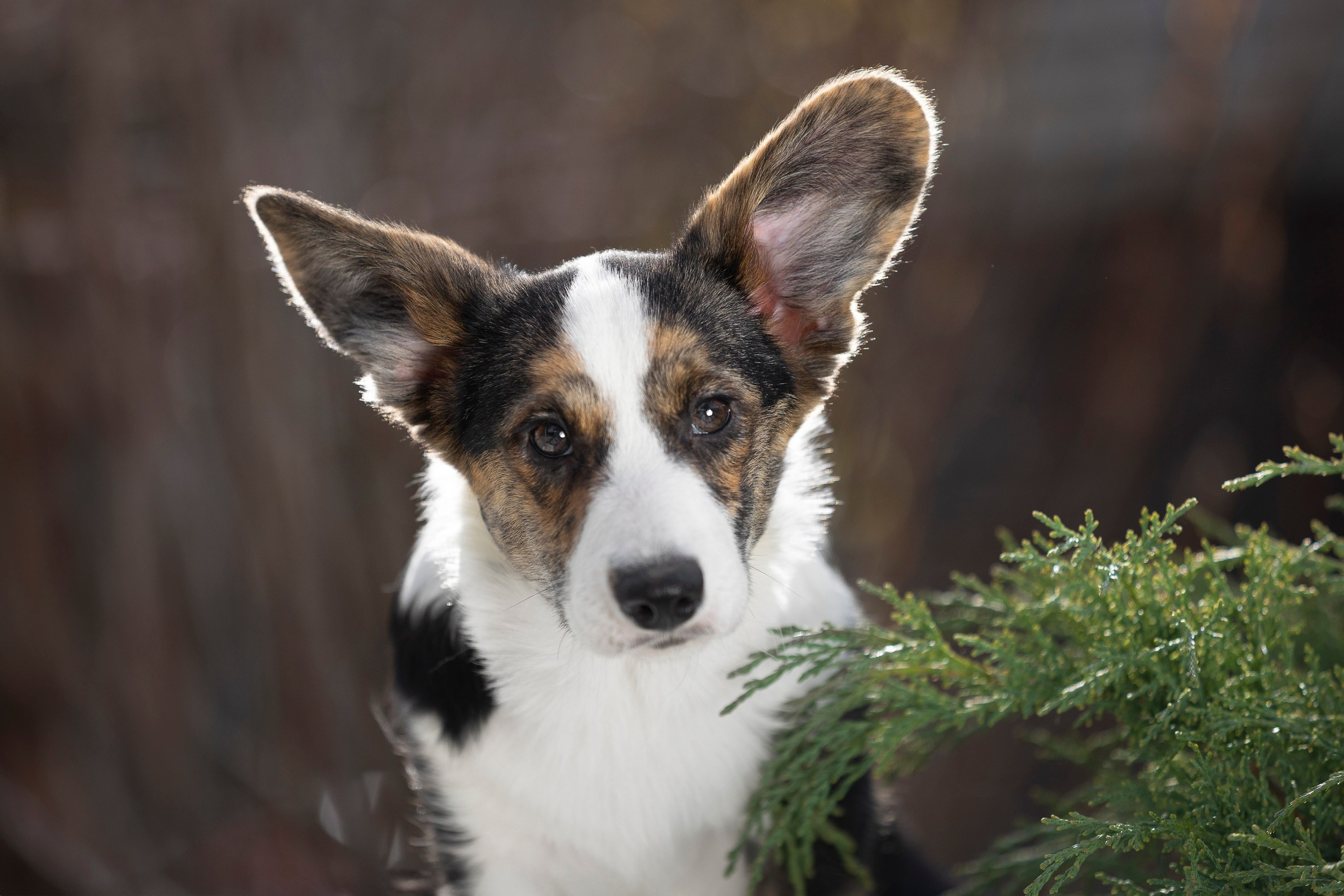 Вельш Корги Кардиган. Фотограф анималист, семейный фотограф, фотограф собак Комратова Мария. г. Москва