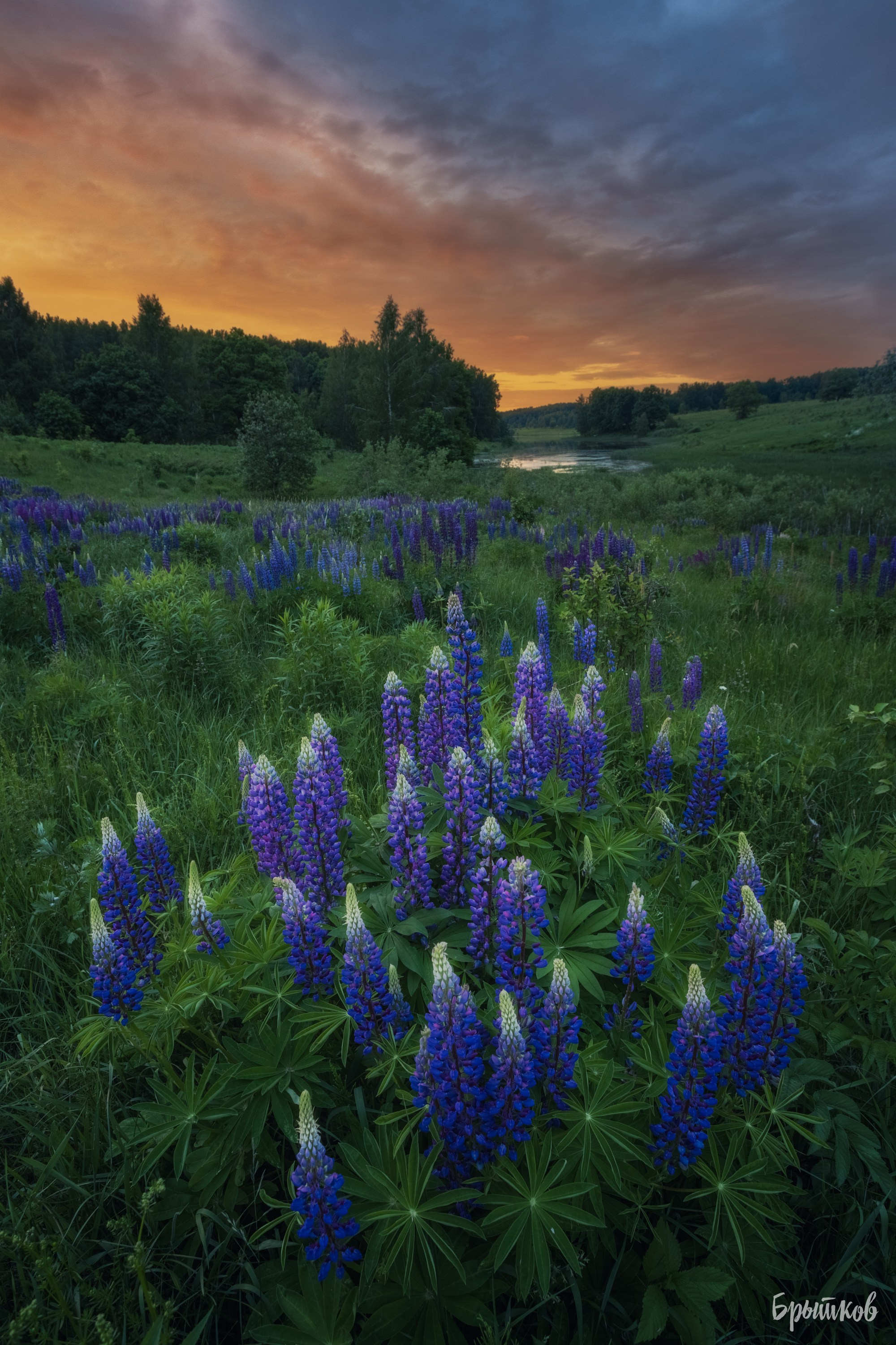 люпины Тульская область