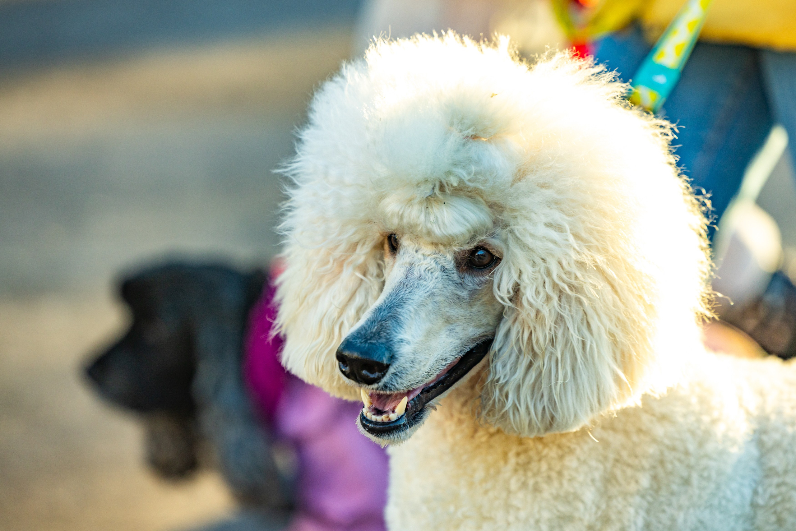 Клуб грумеров (прогулка и семинары). Виктория Зудина — фотограф в Москве