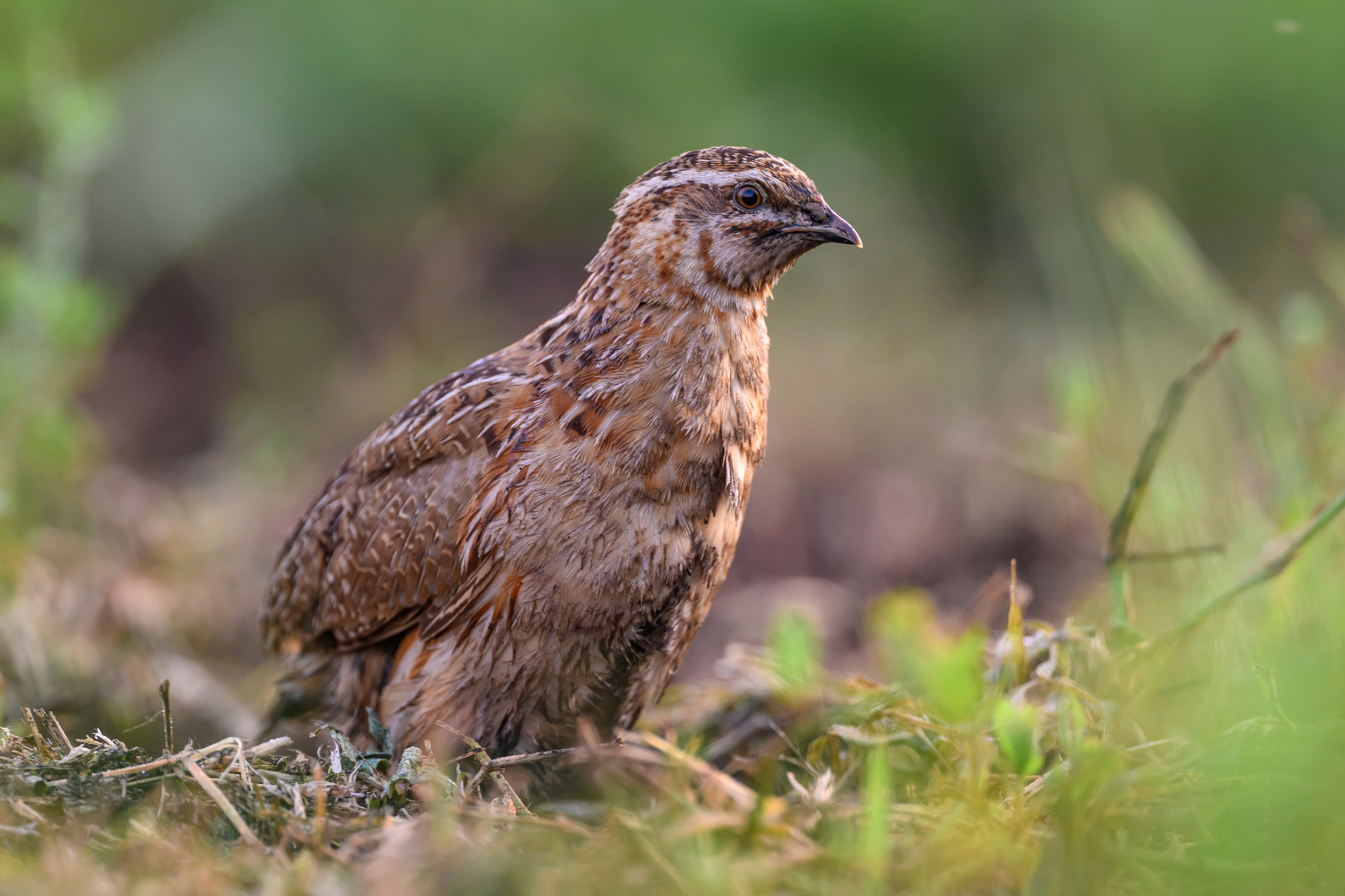 Перепел на рассвете. Wildlife photography by Sergey Puponin