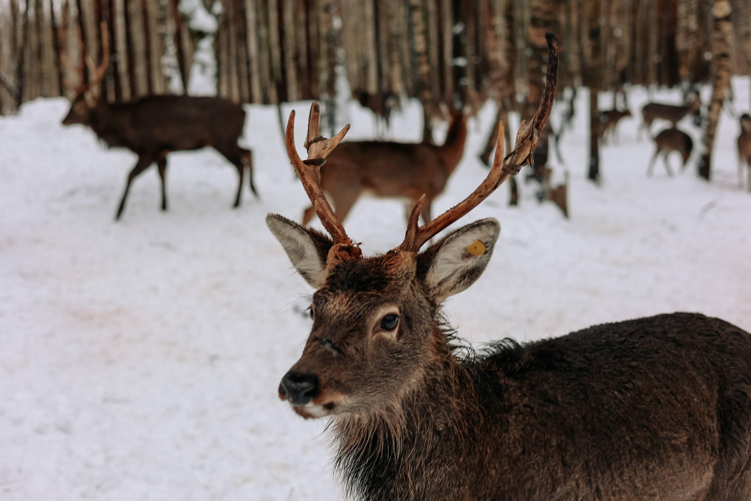 Экскурсия «Мир оленей». Фотограф Диана Воробьева Нижний Новгород