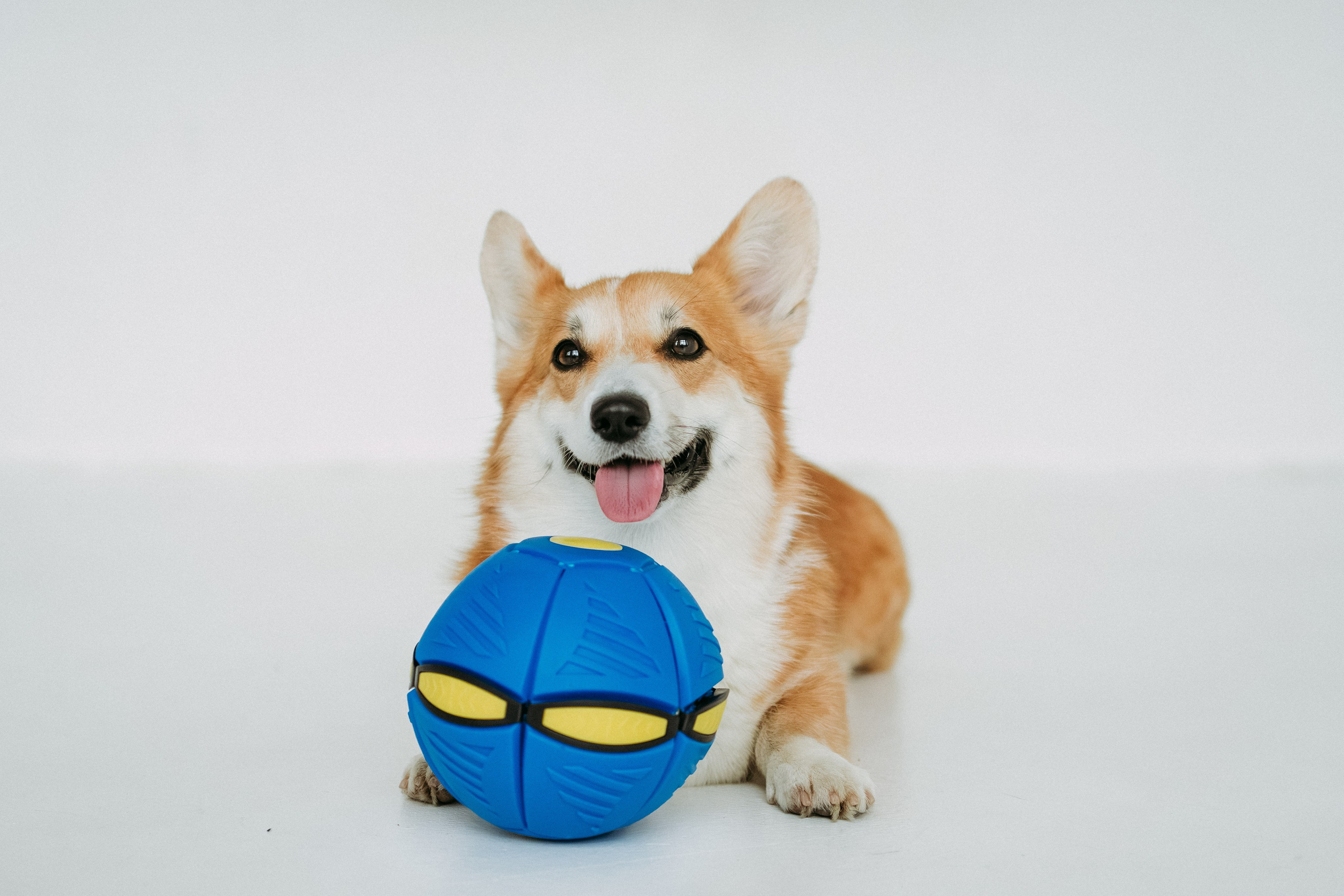 Мячи-попрыгуны. Фотораф — анималист Мария Шистка