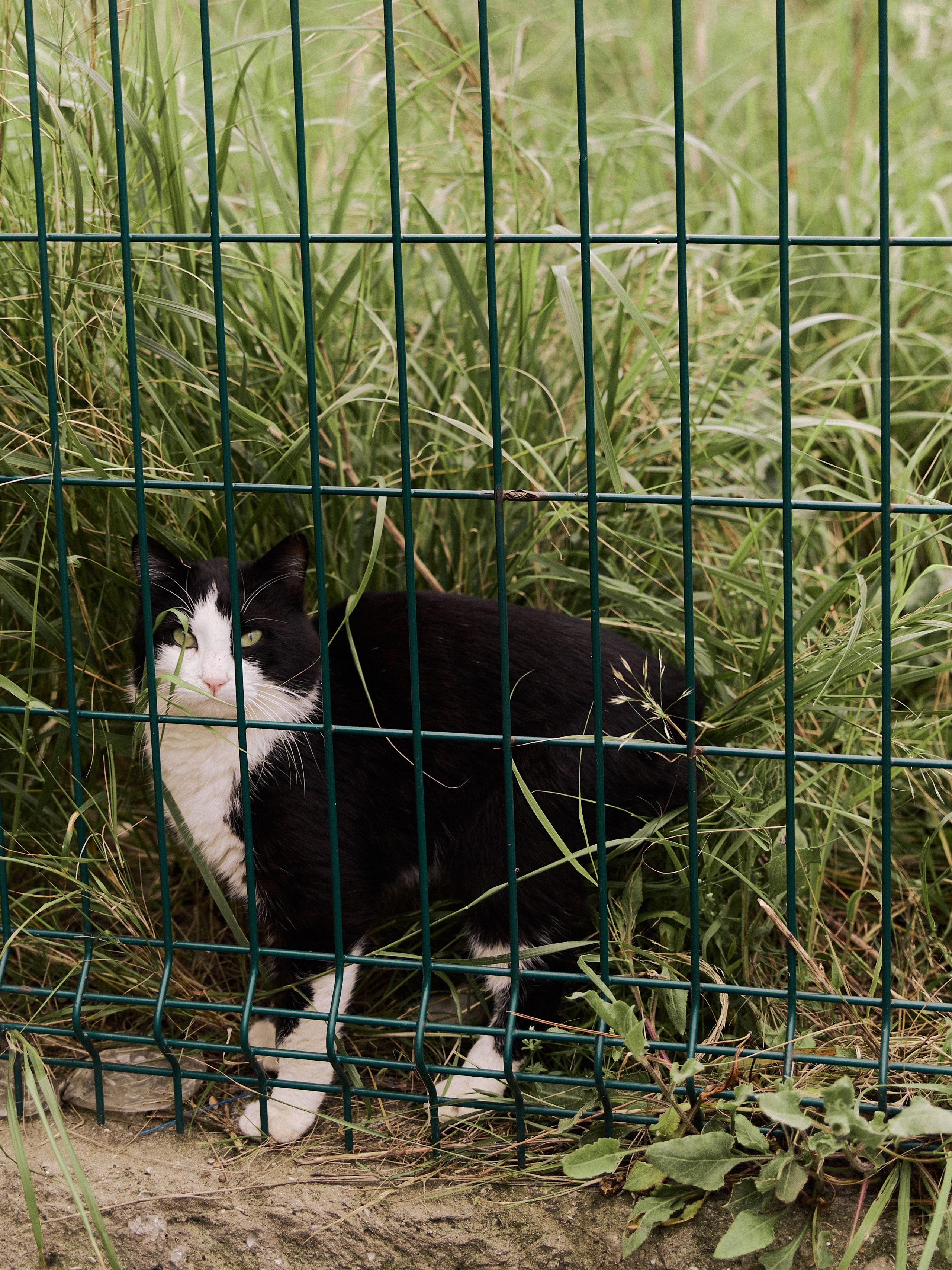 Природа сквозь. Jorgis Talè — photographer, kind person, teacher of arts and other mag