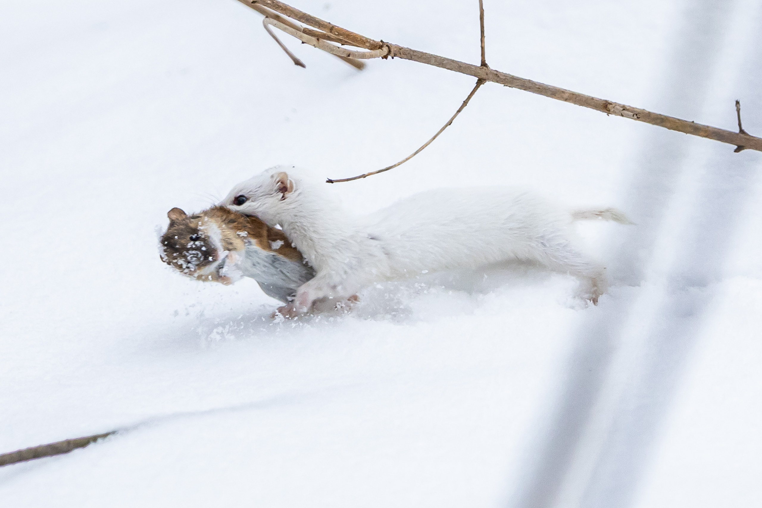 Природа. Фотограф Владимир Охрименко