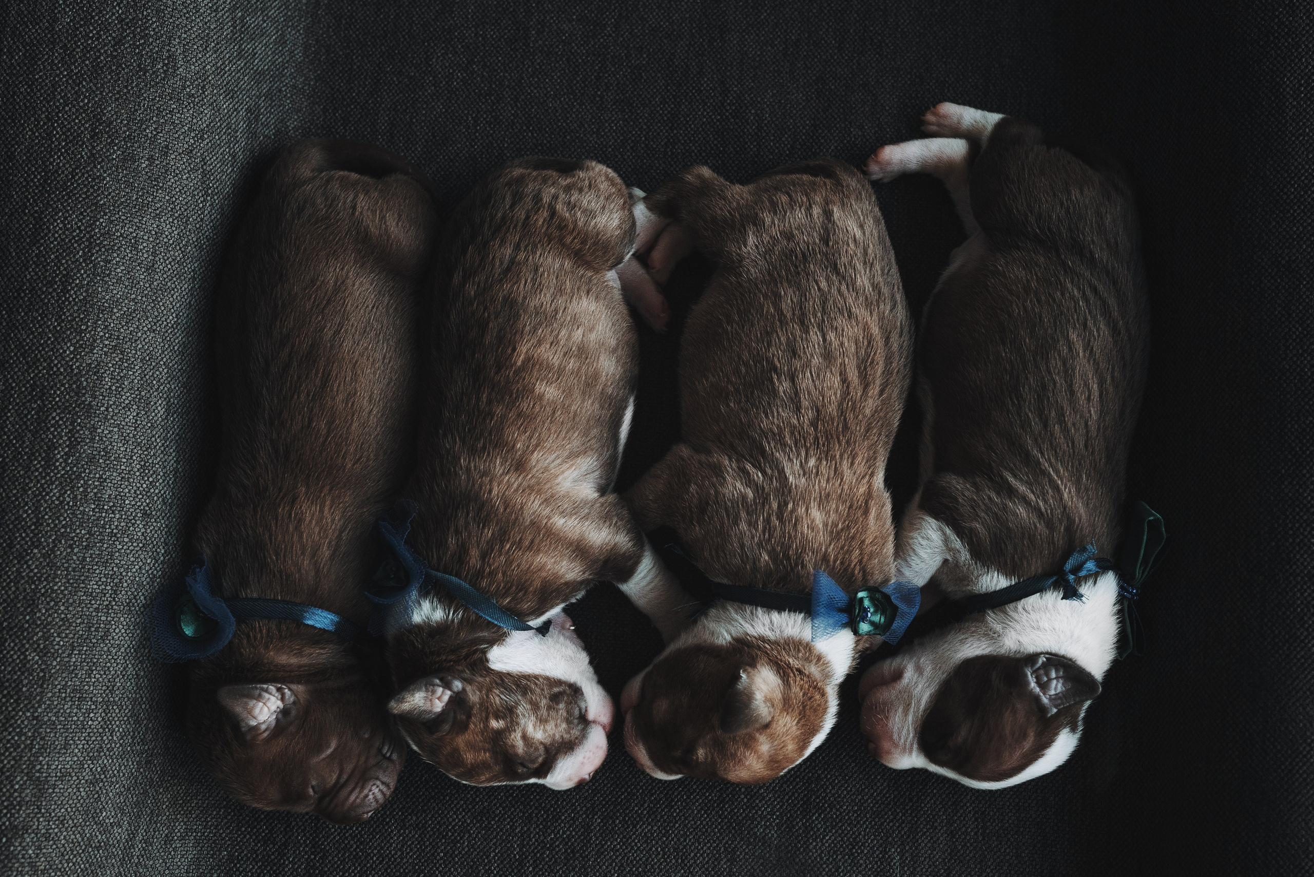 Прайтеры. Фотограф анималист Осипчикова Мария