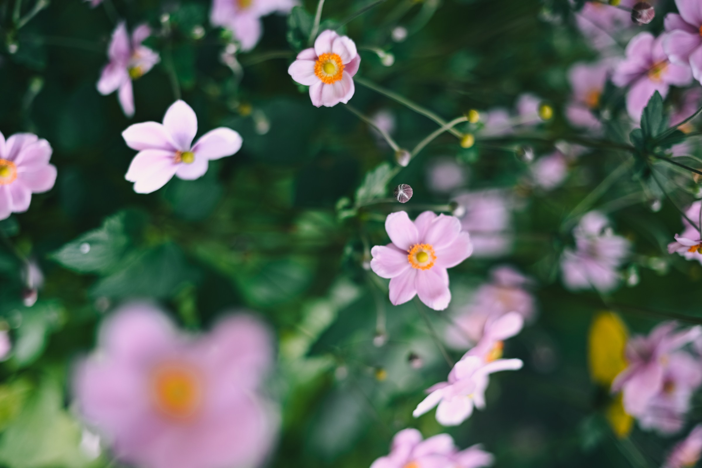 Свадьба Виктория и Ярослав