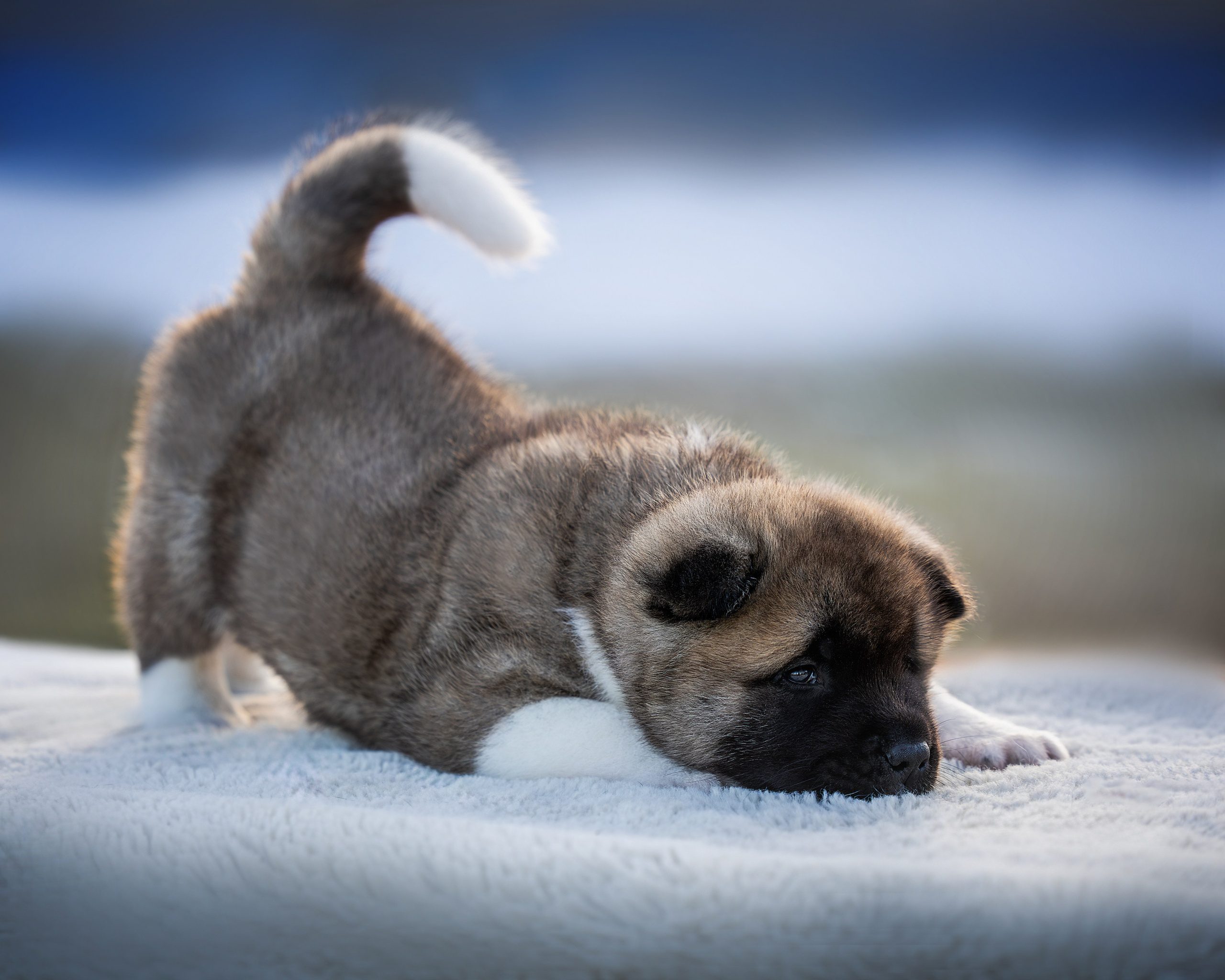 Щеночки Ам. Акиты. Главная