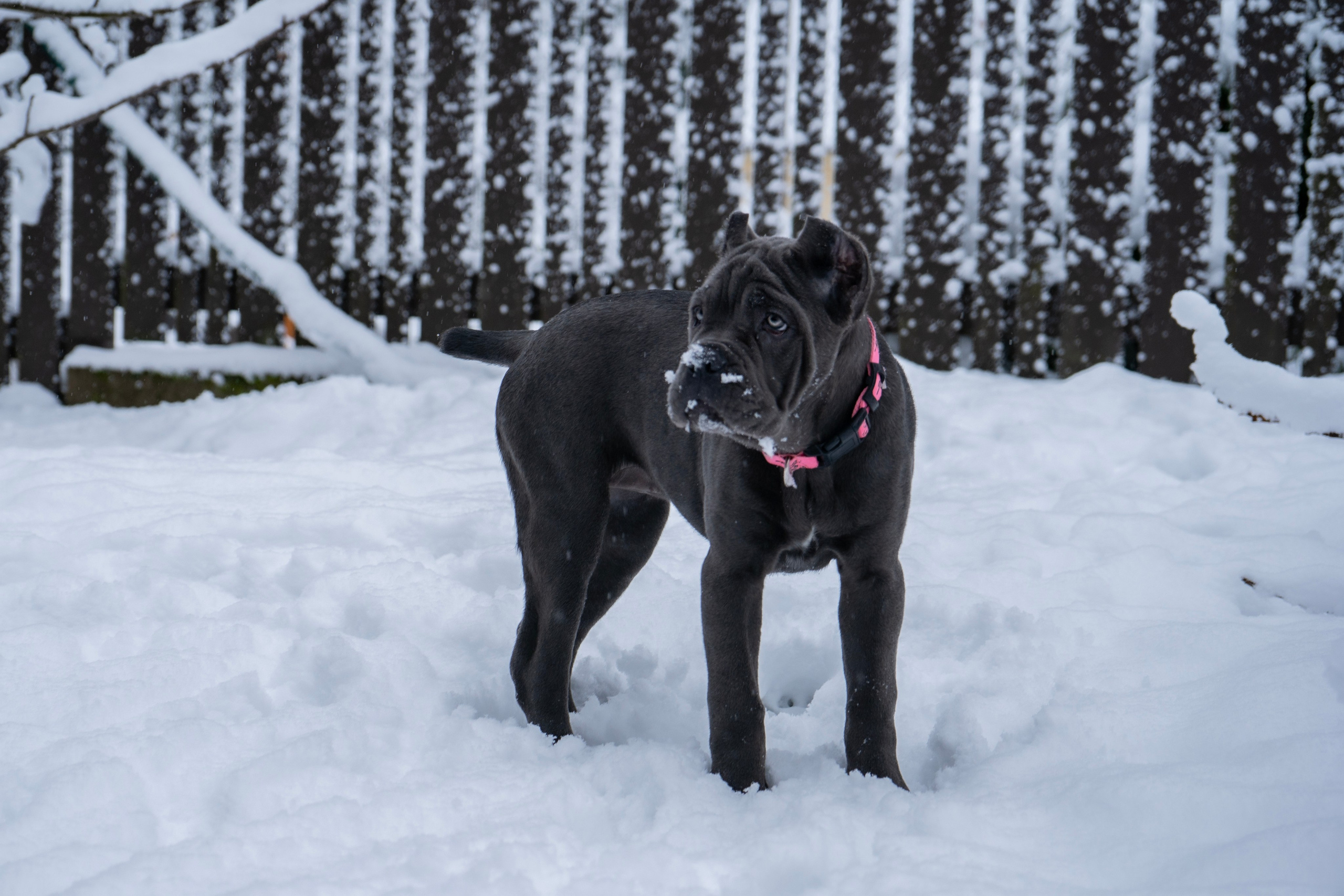 Фотосессии Пушистиков. Фотограф в Санкт-Петербурге Виктория Барышникова