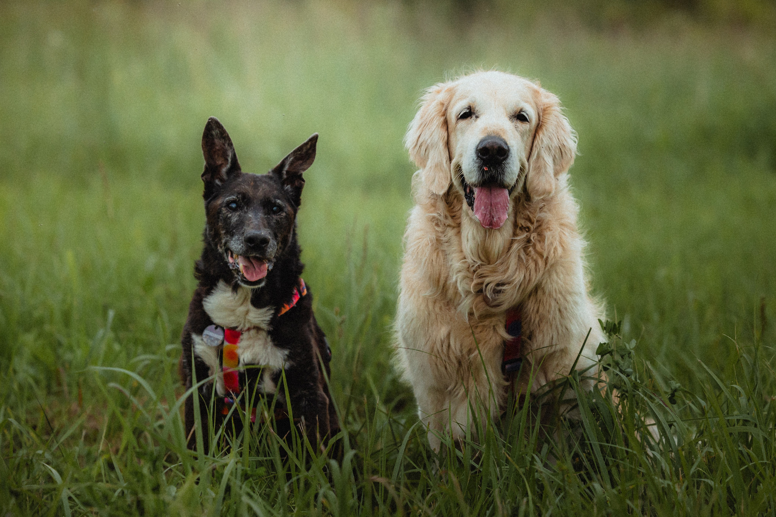 Выездной дог-тренинг от школы «Шерсть имею»
