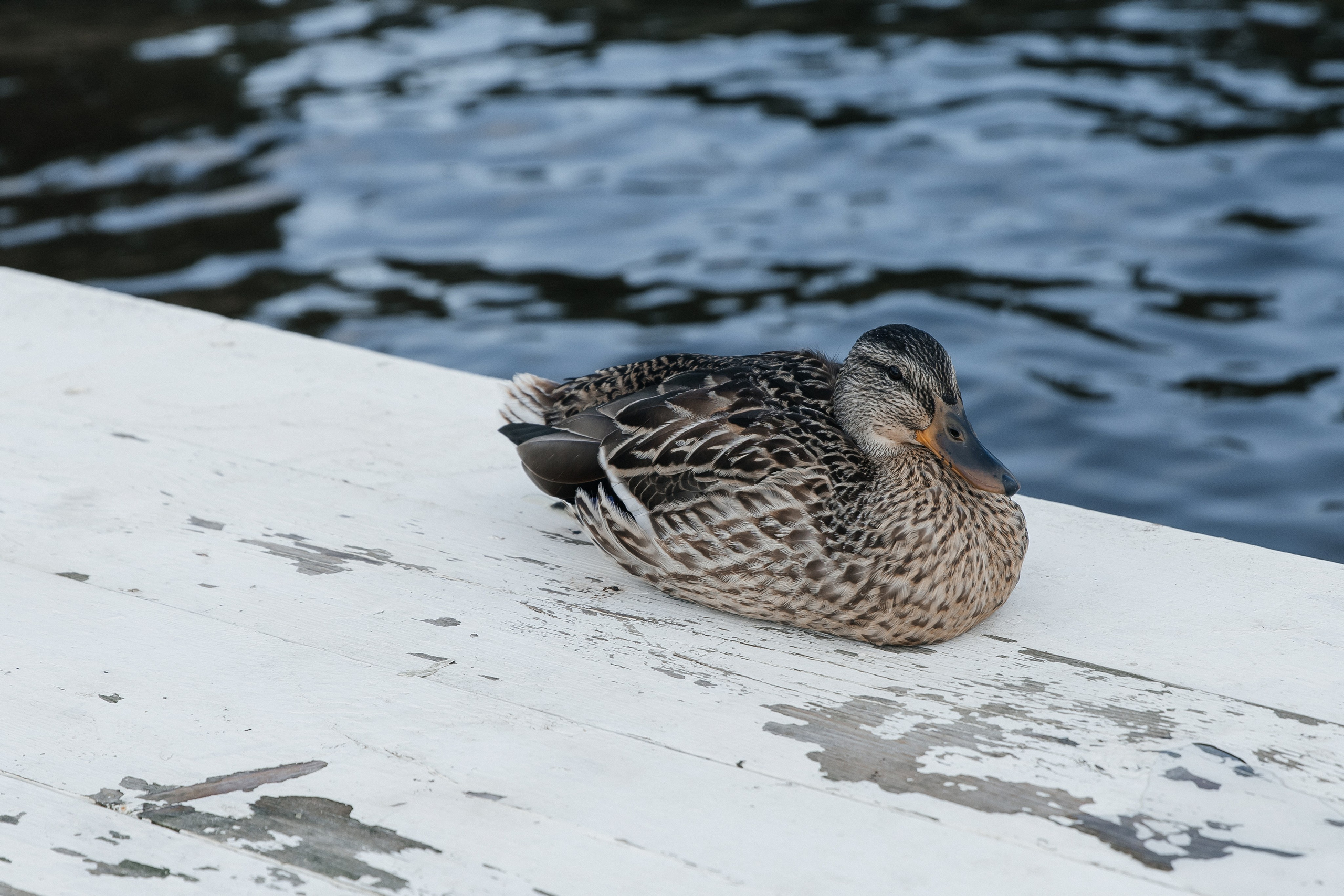 Дмитрий и Алина. Фотограф Москва Шептаев Артём