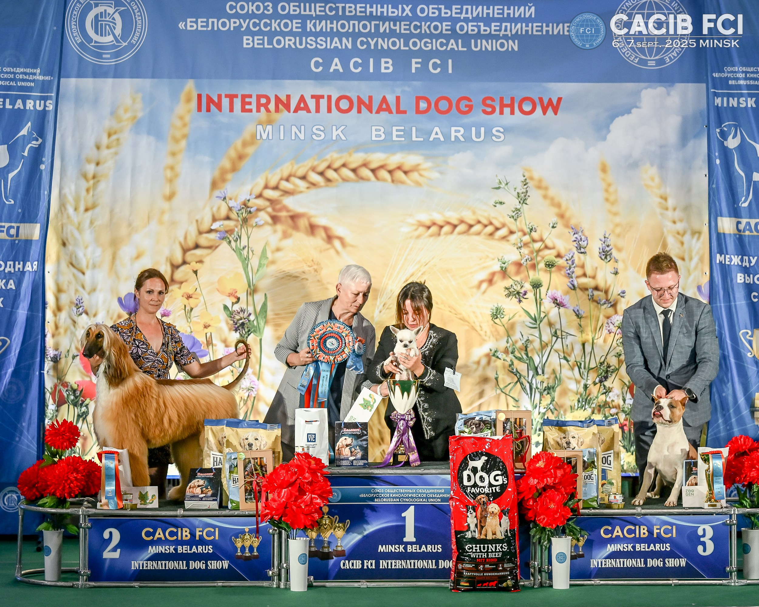 06-07.09.25 Международная выставка собак, Минск, CACIB, FCI. Галерея фотографий афганской борзой