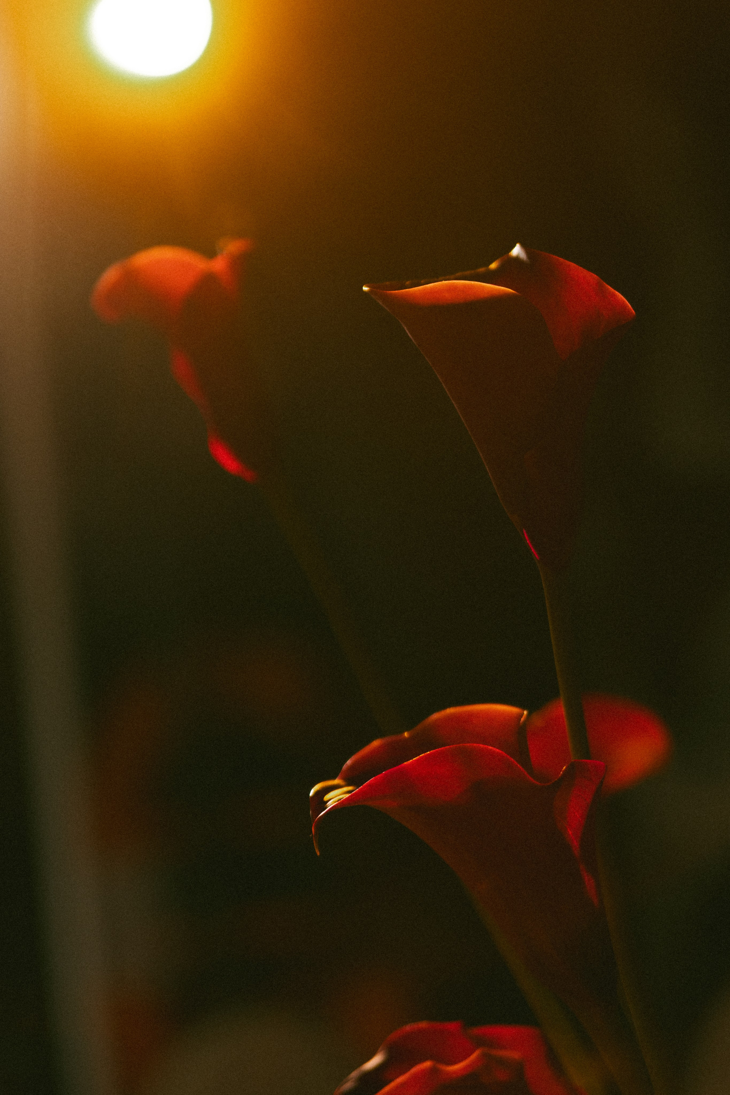 Luv. Свадебный фотограф Максим Яненко в Волгограде