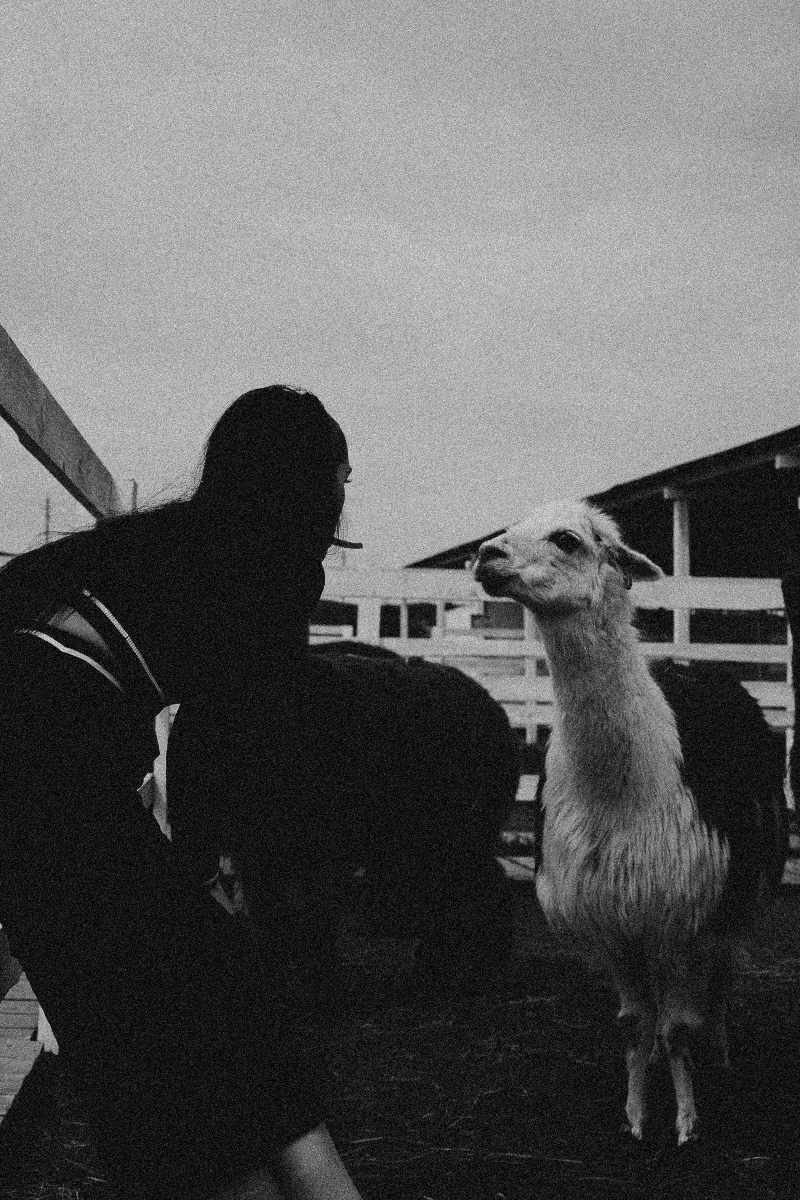 Ферма Альпак. Профессиональный фотограф, Санкт-Петербург — Виктория Богомолова