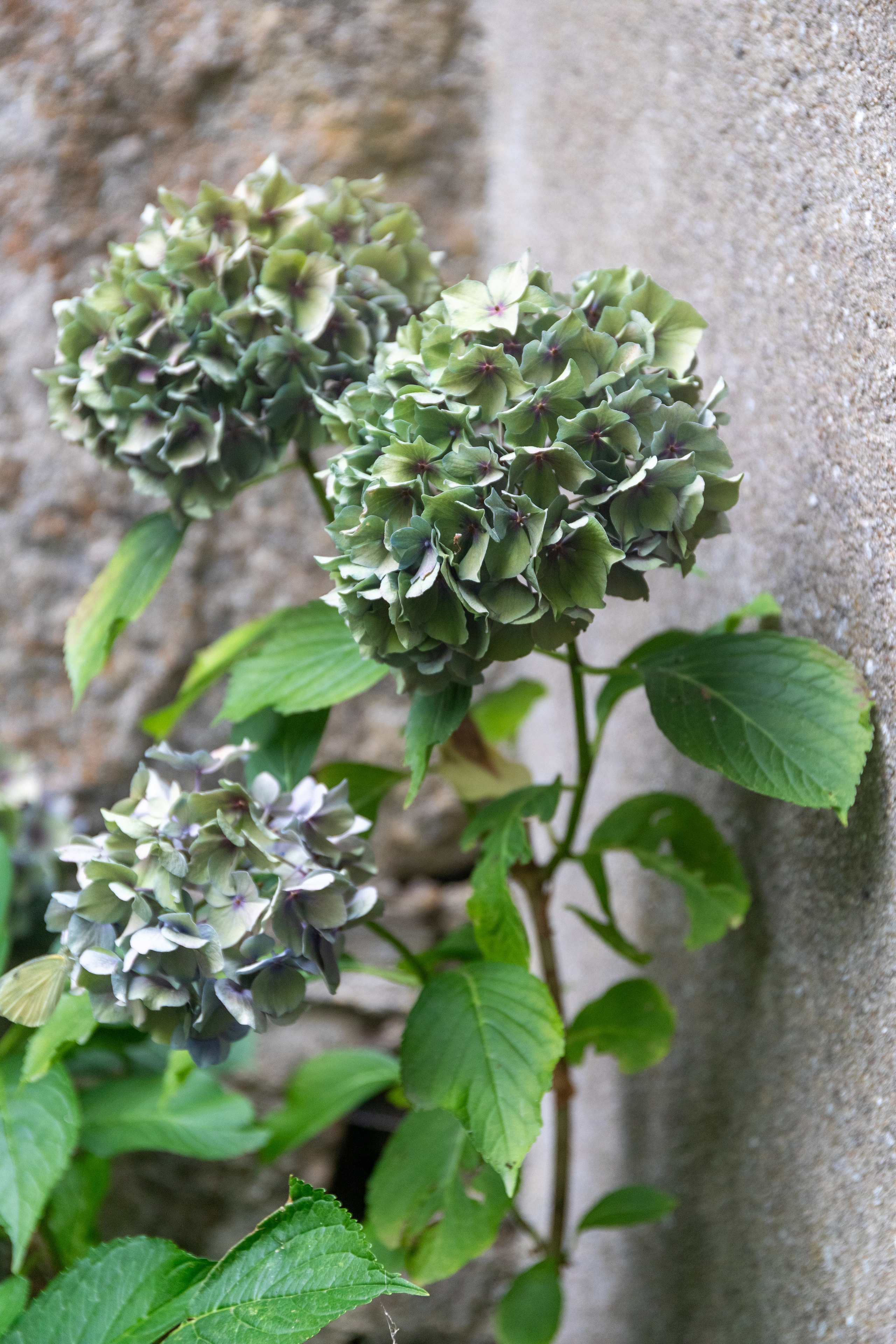 Château La Salvetat sur Agout. Полина Носкова интерьерный фотограф