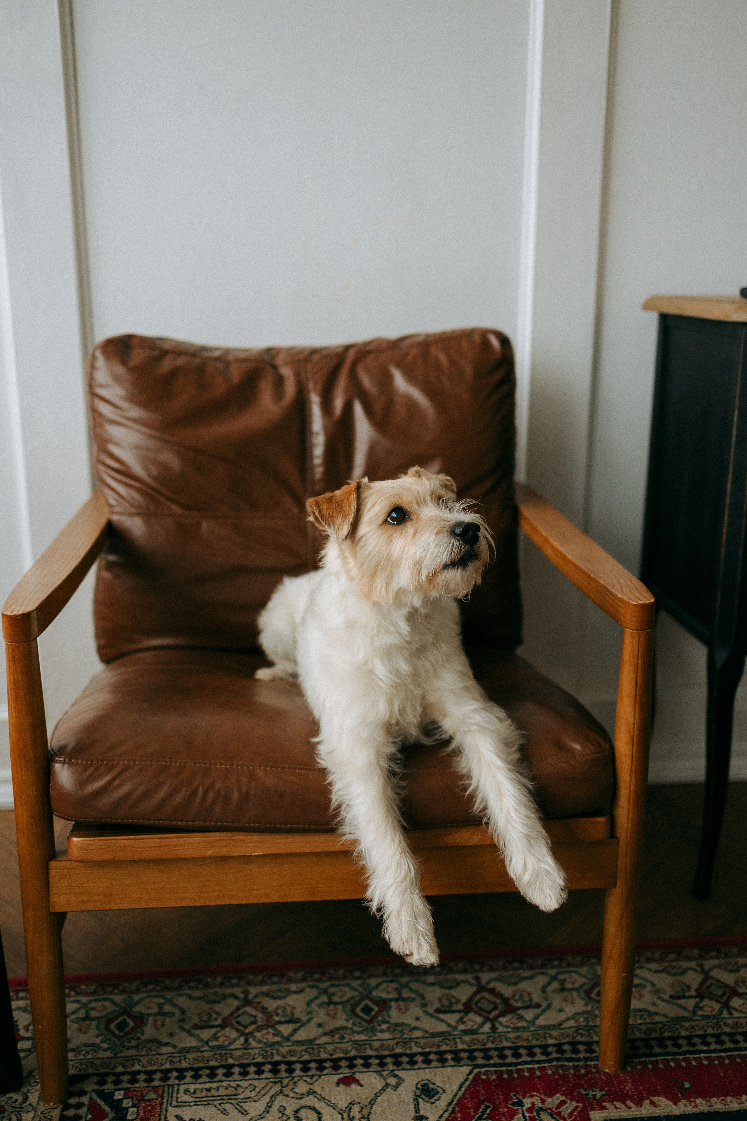 Цунами, Теон и Женя. Фотограф анималист Анастасия Пикей