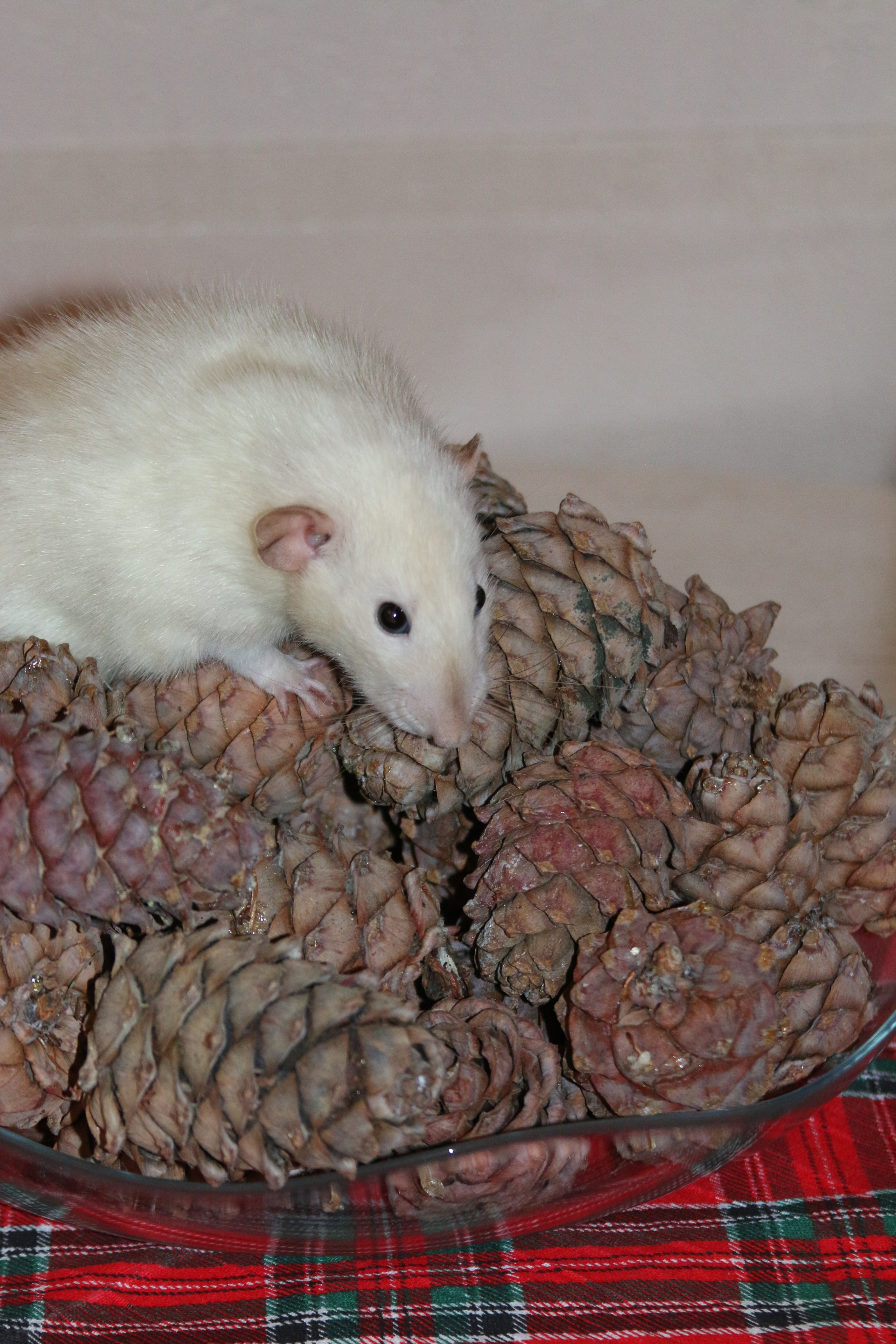 Съемка с питомцем