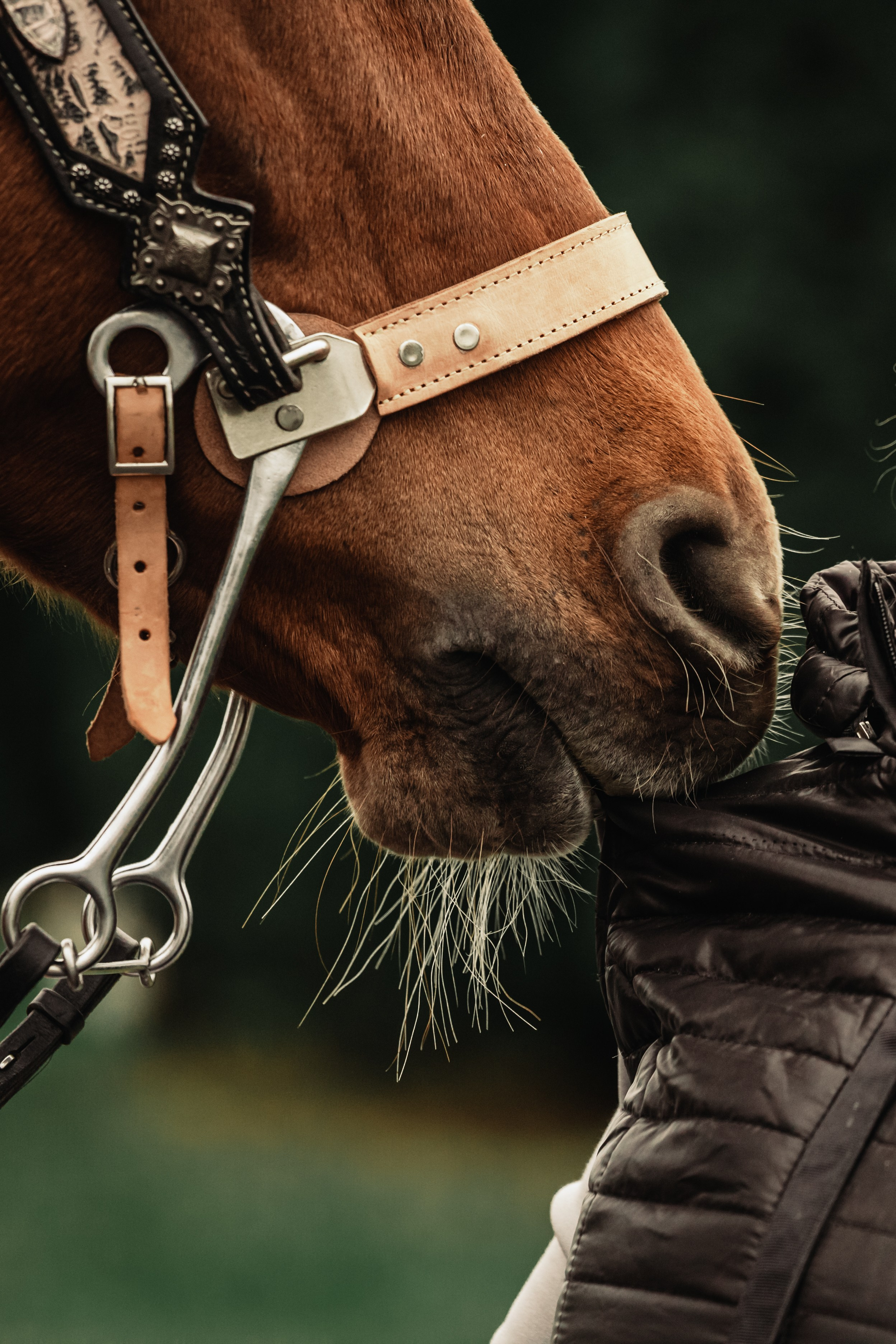 Лена и Рэджи. Фотограф-анималист Татьяна Степанова