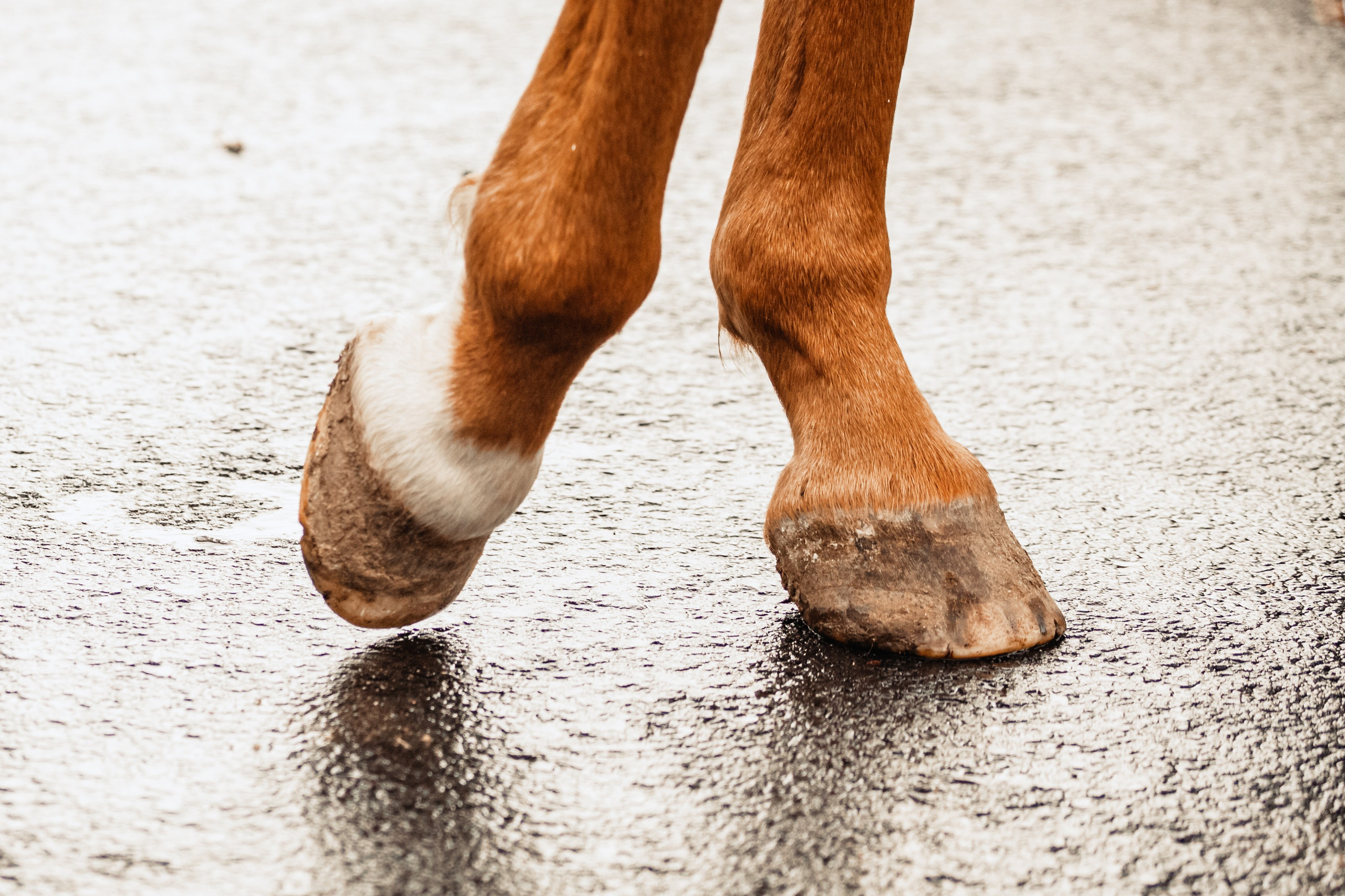 Лена и Рэджи. Фотограф-анималист Татьяна Степанова