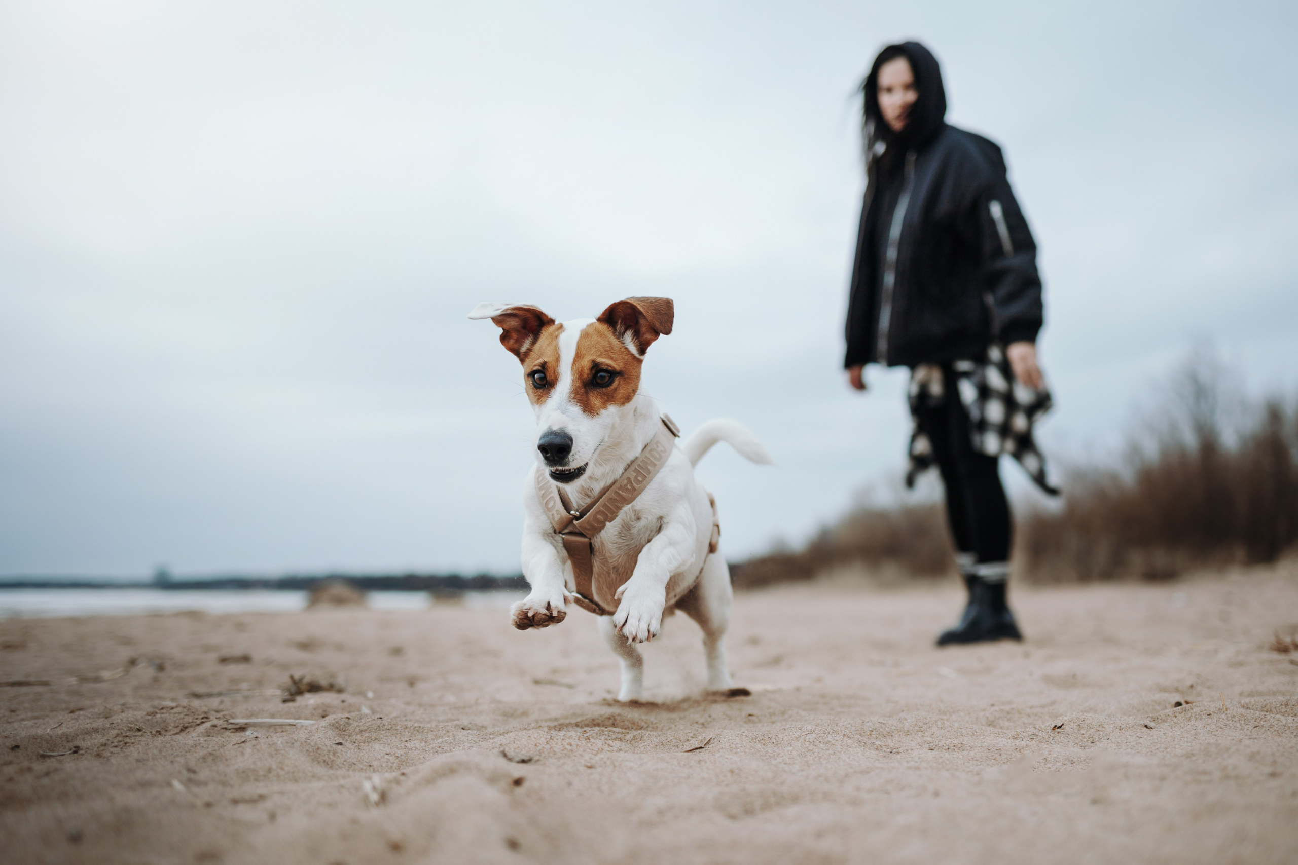 Саша и Джеки. Фотограф — Анималист | Санкт-Петербург