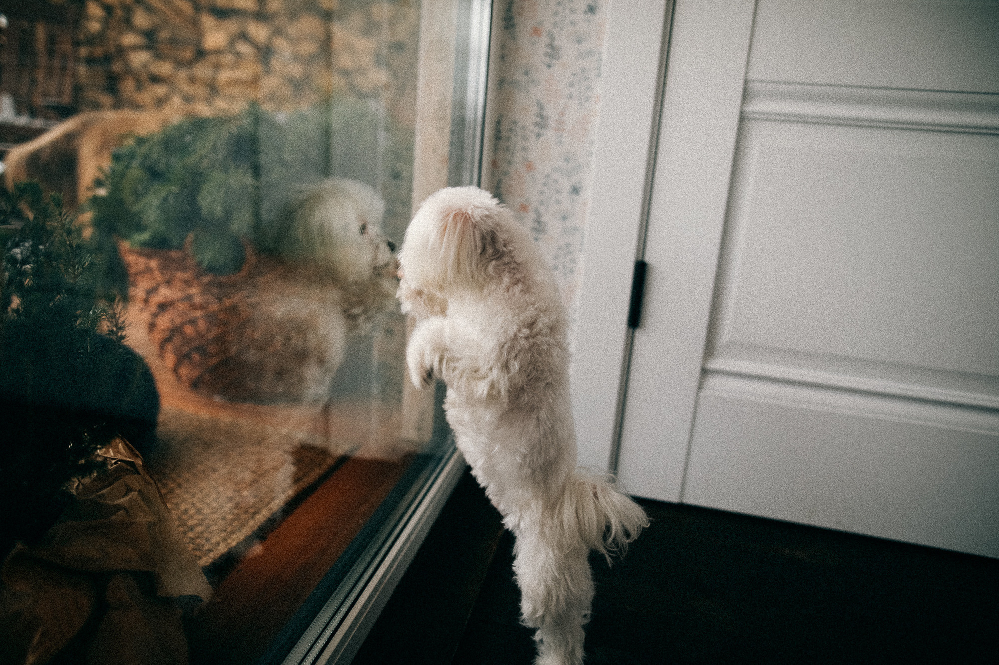 Колючий декабрь. Соня Черных (sophieblack)