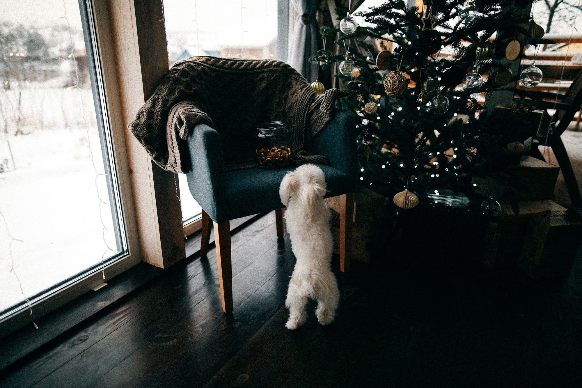 Колючий декабрь. Соня Черных (sophieblack)