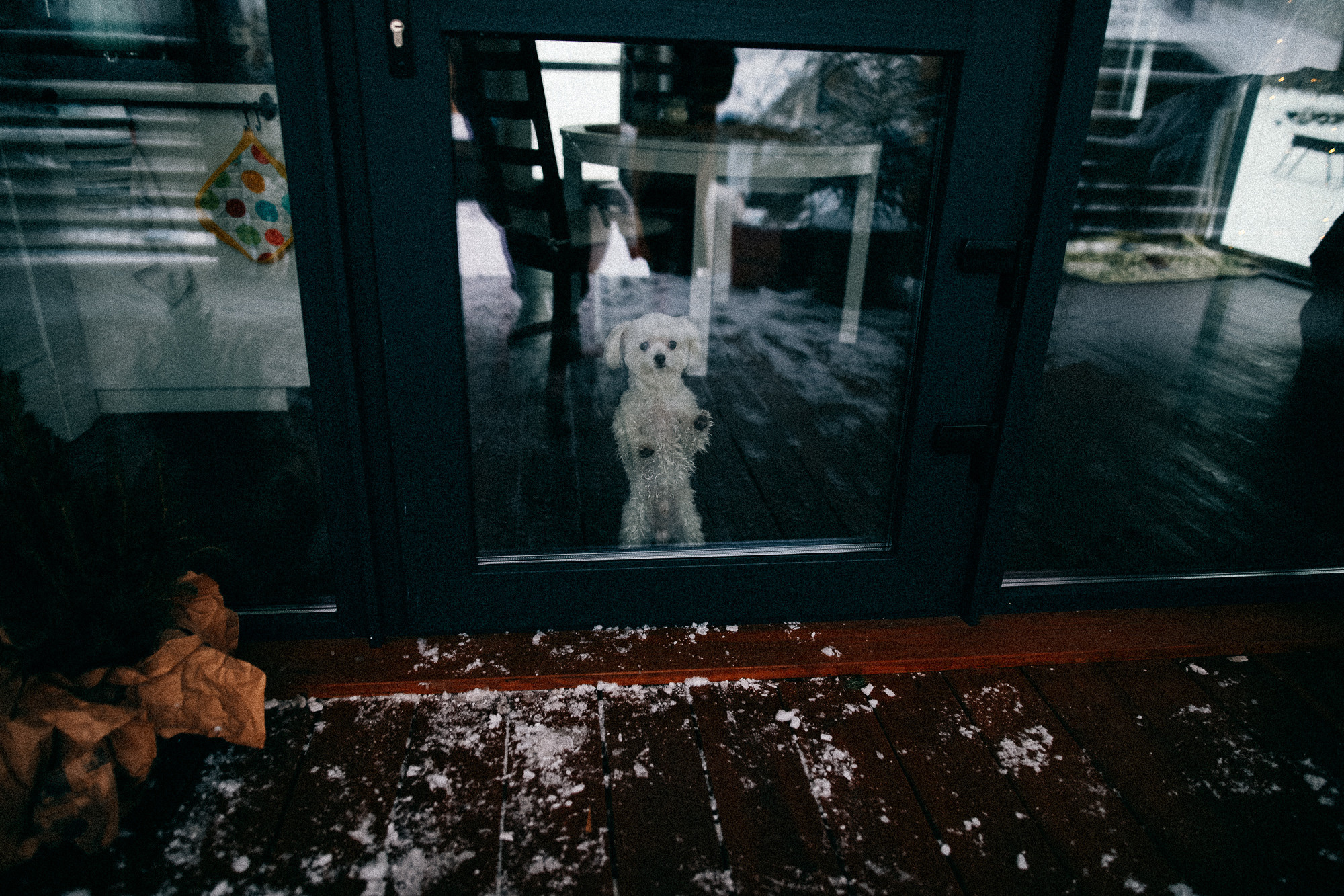 Колючий декабрь. Соня Черных (sophieblack)