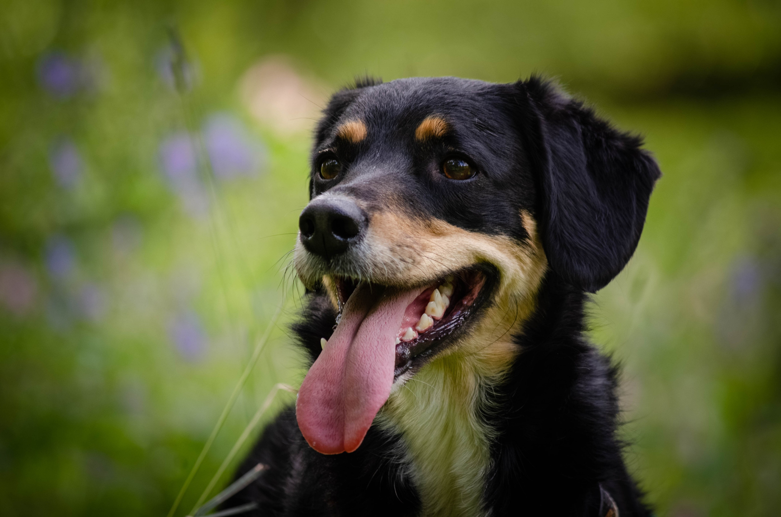 Том и Тося. Фотограф Светлана Блинова, Москва и Московская область