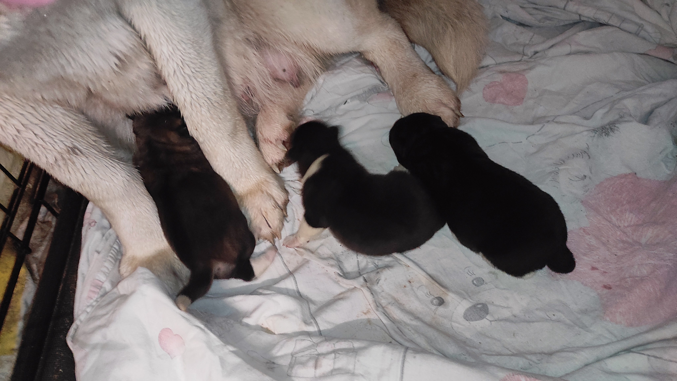 Американская акита  щенки питомник Санкт-Петербург клубные щенки Американская акита питомник RUBYLIGHT Рубилайт купить щенка американской акиты