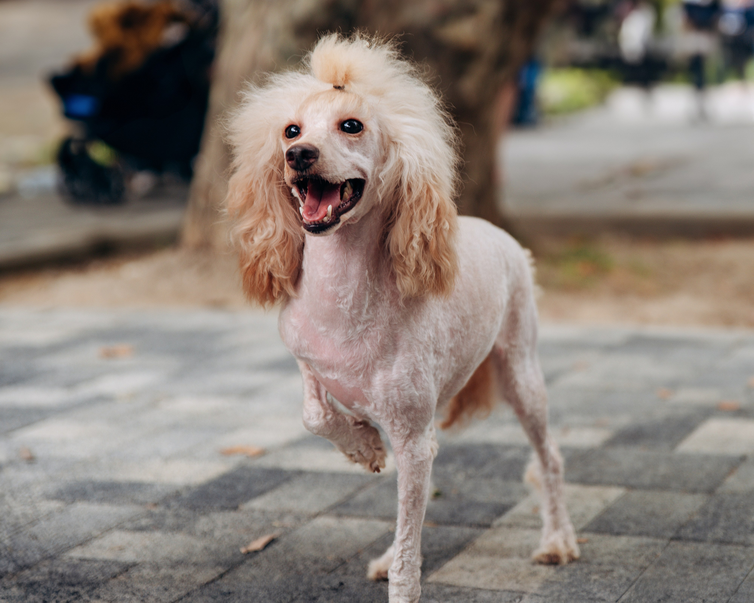 Животные. Фотограф Сочи-Краснодар