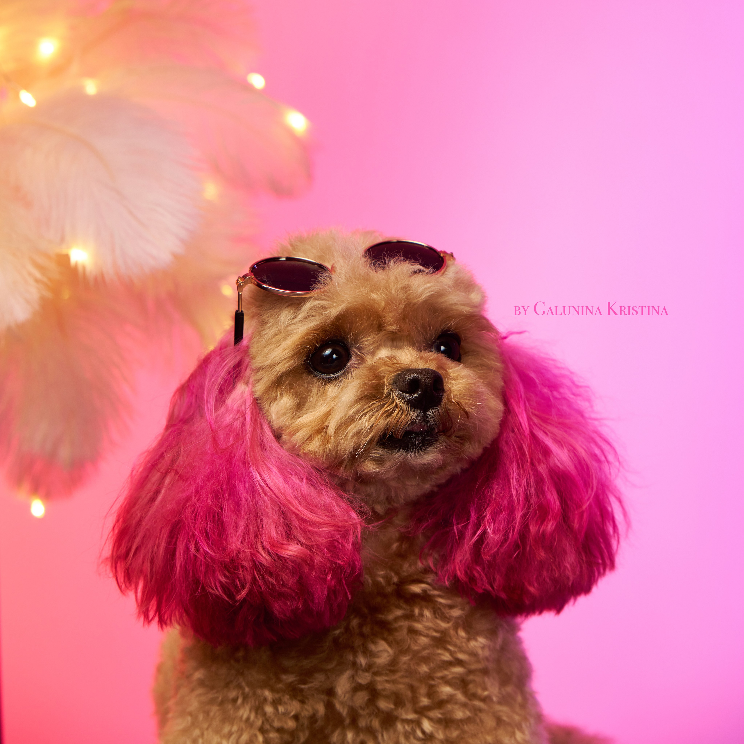 Фото с животными альбом. Фотограф в Москве — Галунина Кристина