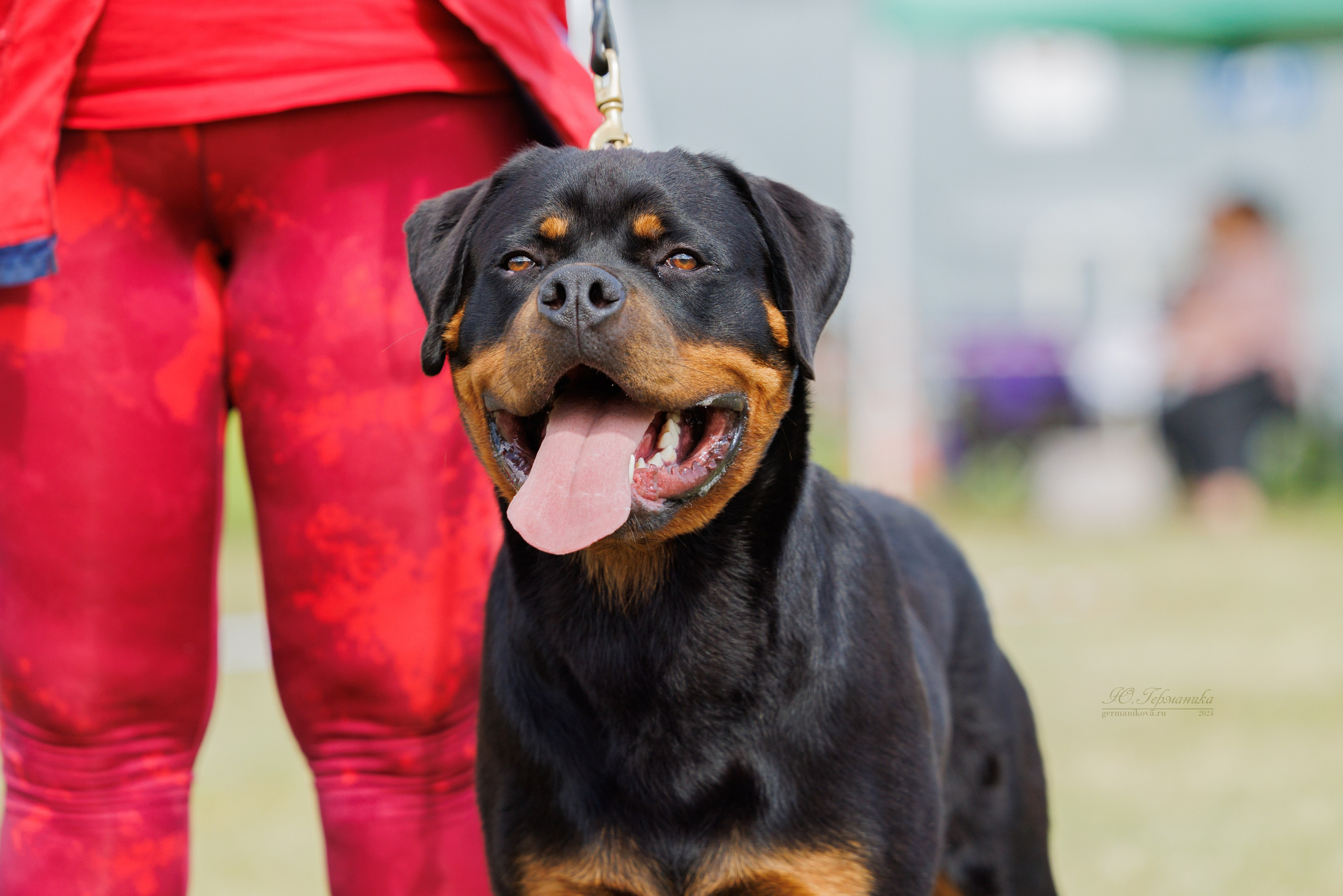 Рязань-Ховрино 10-11.08.2024 3хмоно ротвейлеров. Фотограф-анималист Юлия Германика