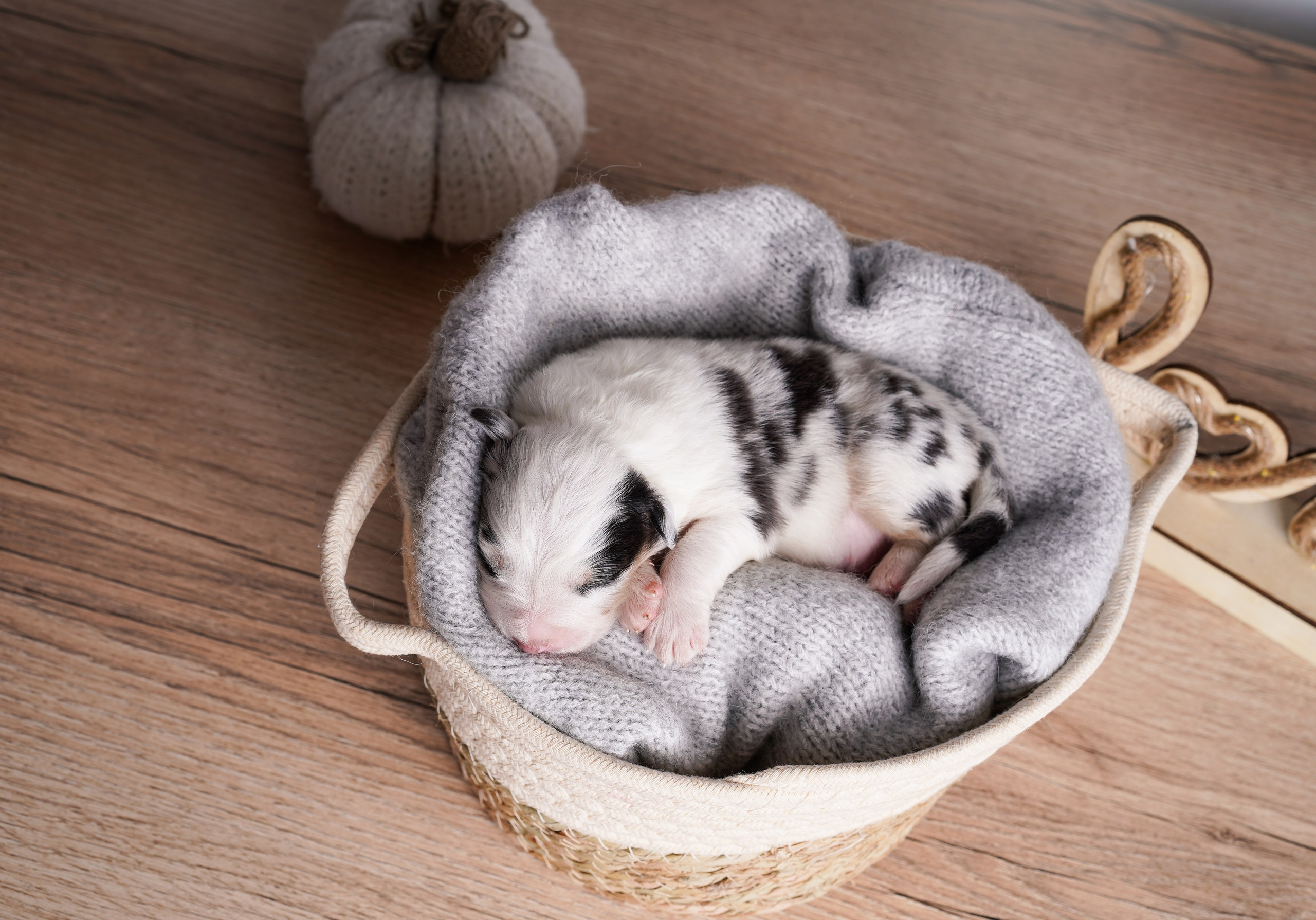 Щенки аусси. Фотограф-анималист в Санкт-Петербурге Яна Мартынова