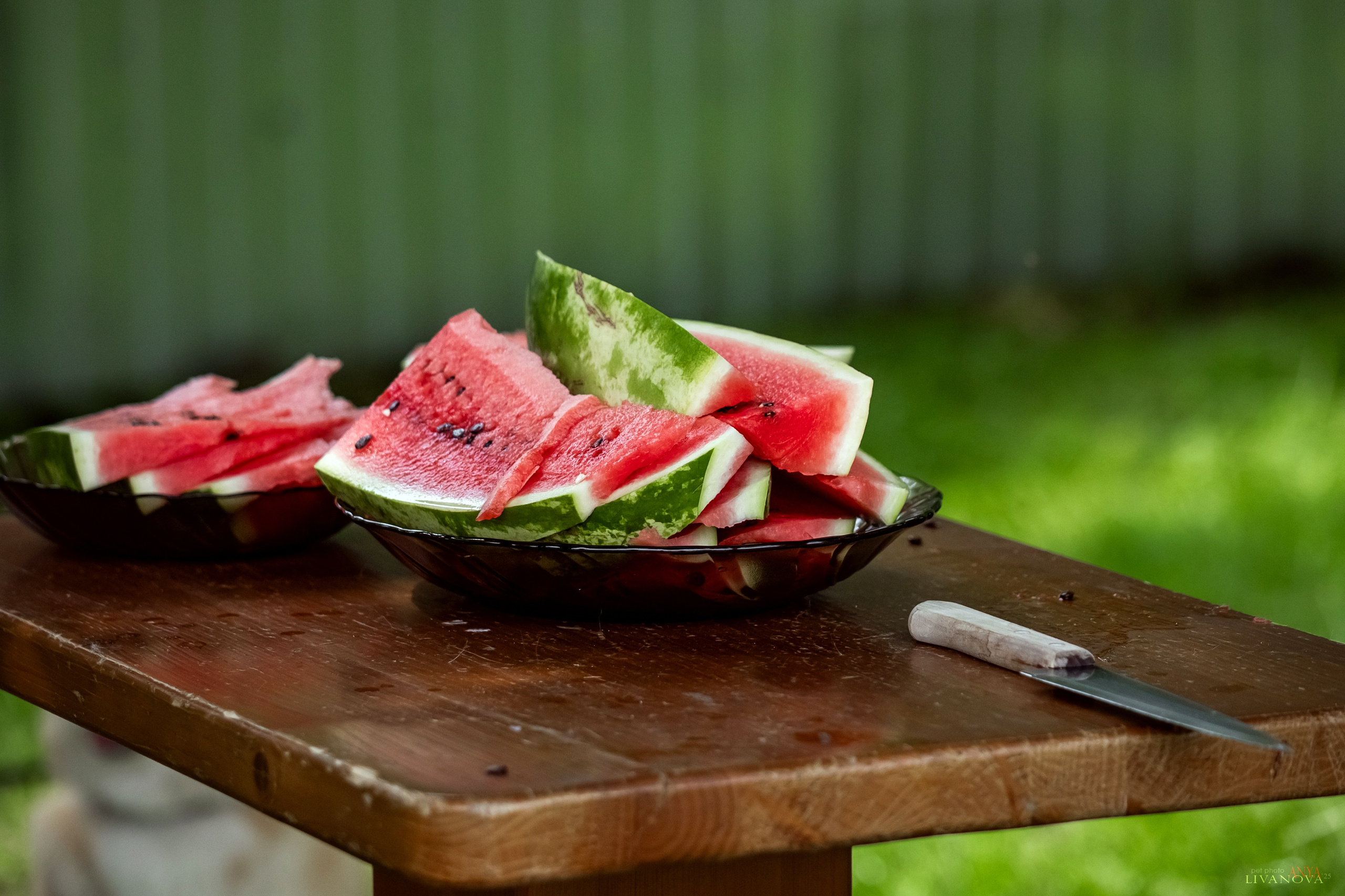Аджилити Рыбинск. Фотограф анималист Аня Ливанова | Рыбинск