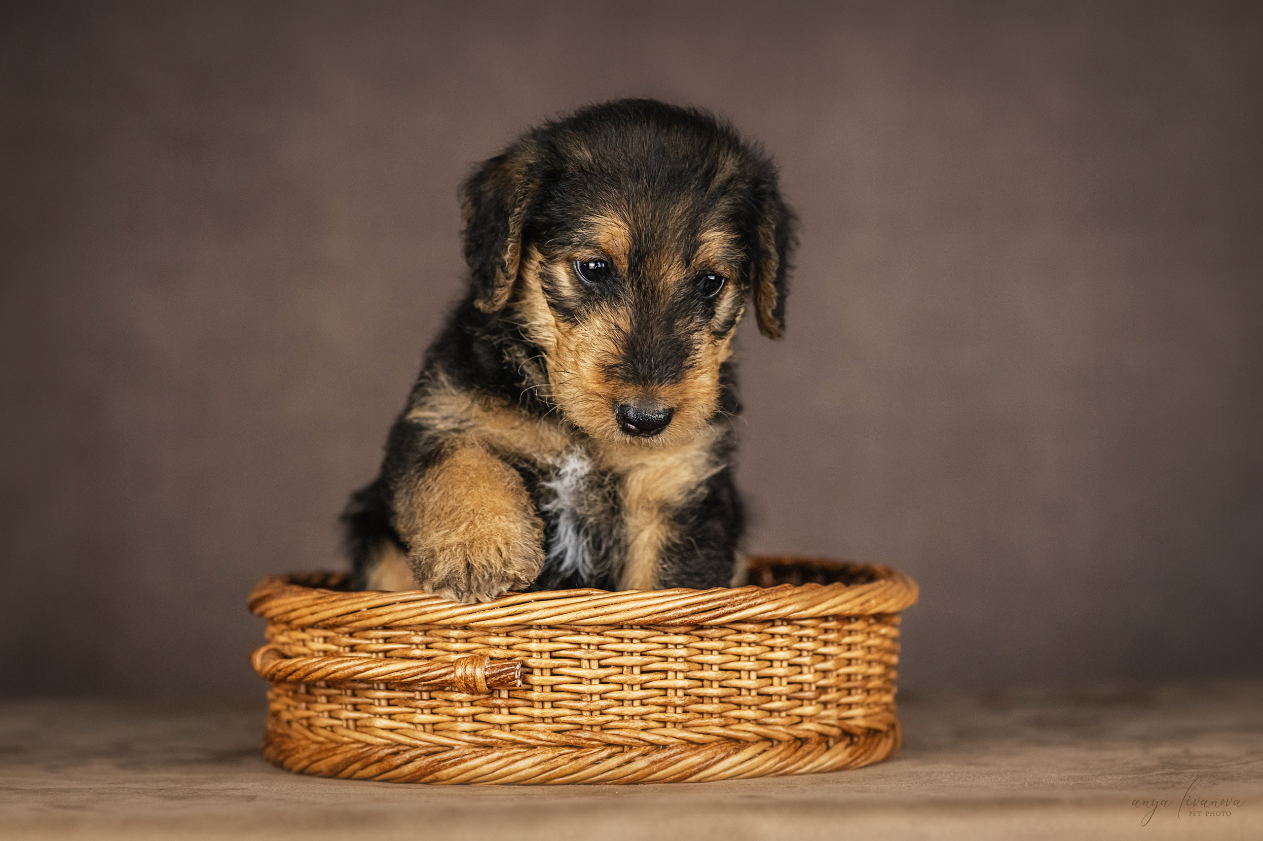 Эрдели. Фотограф анималист Аня Ливанова | Рыбинск