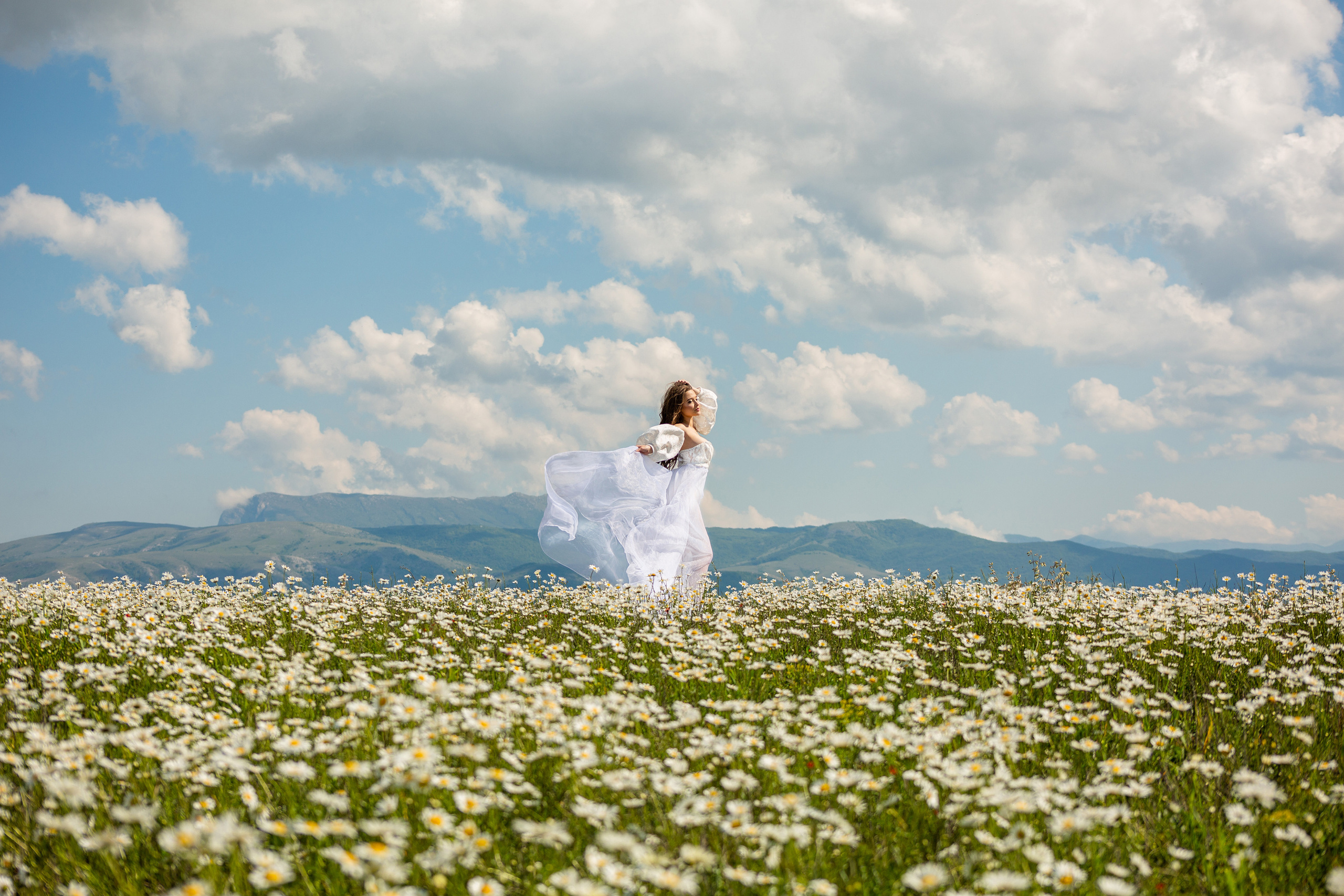 ромашковое поле 