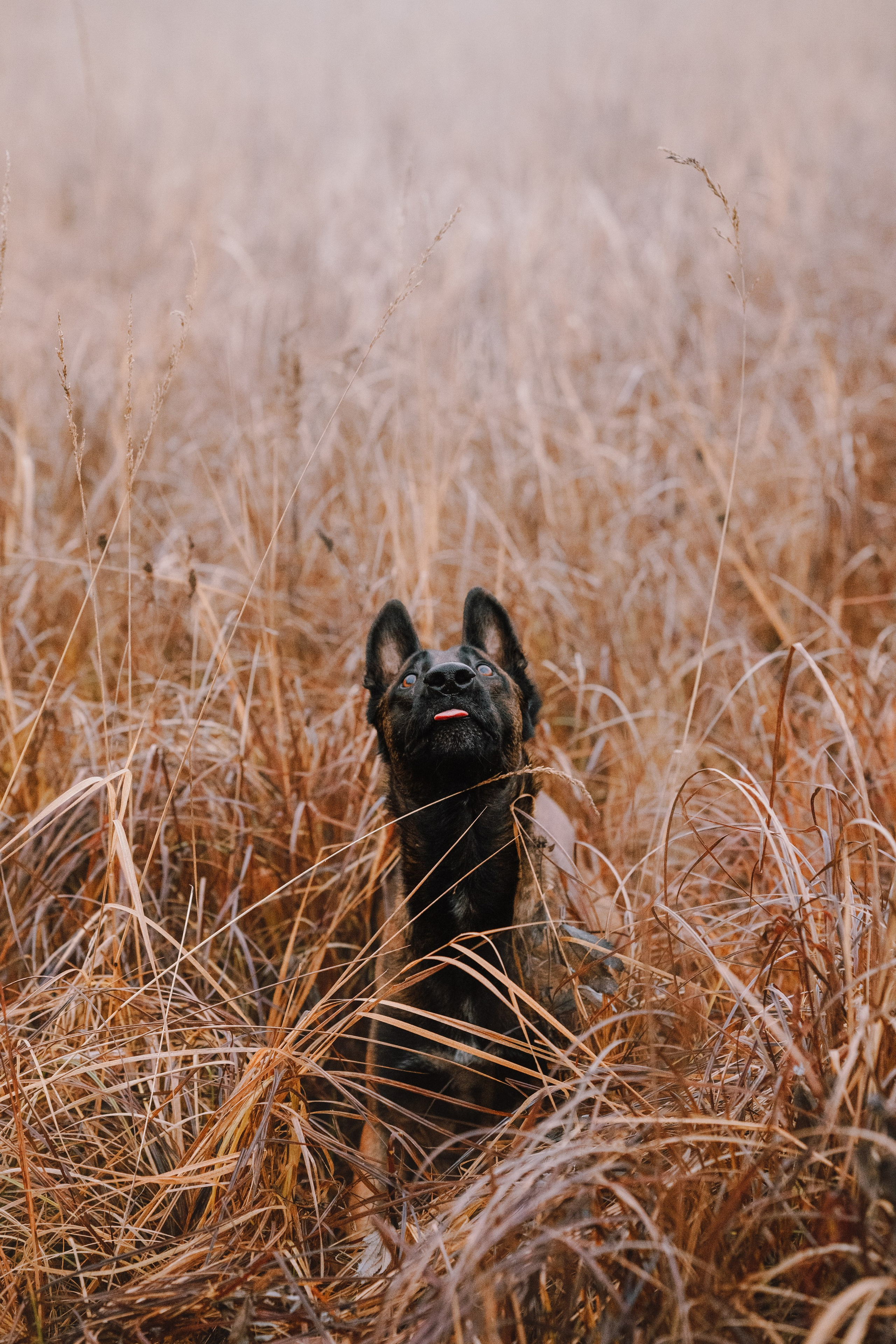 Раш. Фотограф анималист Осипчикова Мария