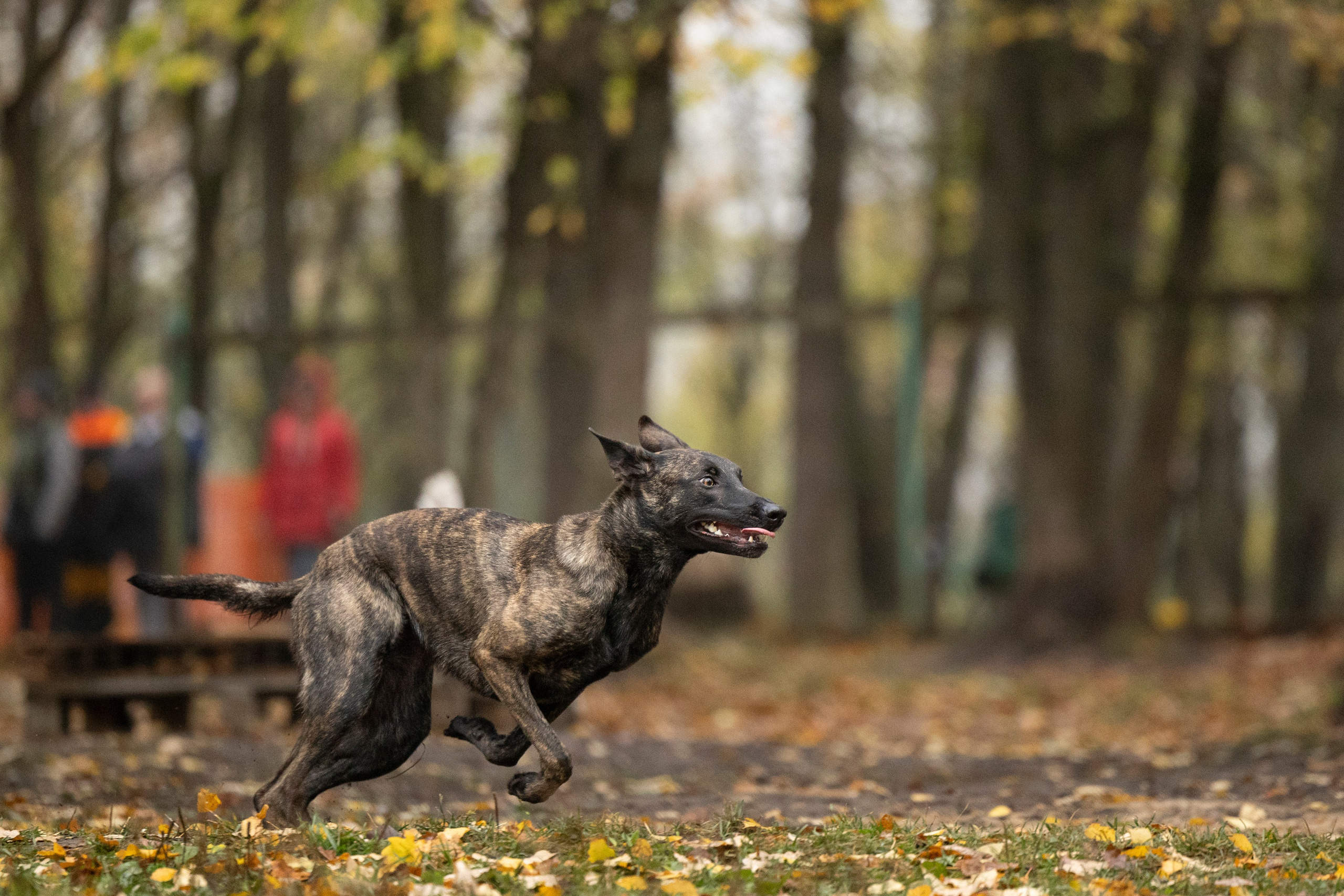 Соревнования по Мондьорингу г. Вологда. Фотограф-анималист Анна Маринич