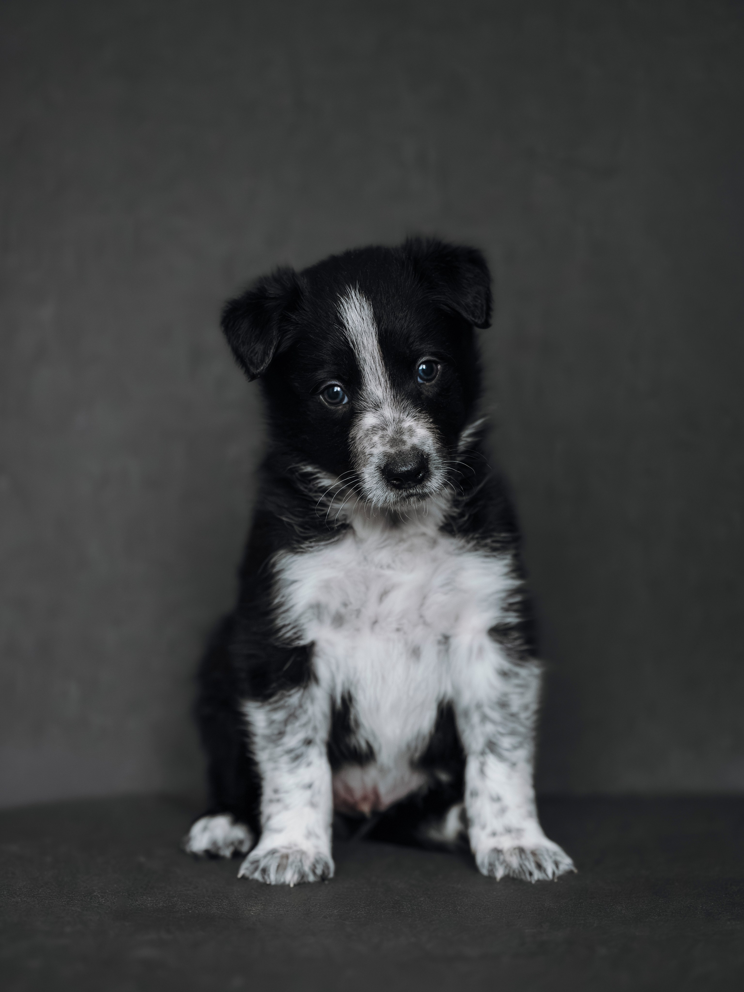 Бордер колли. Семейный фотограф анималист Ананьева Мария — Москва