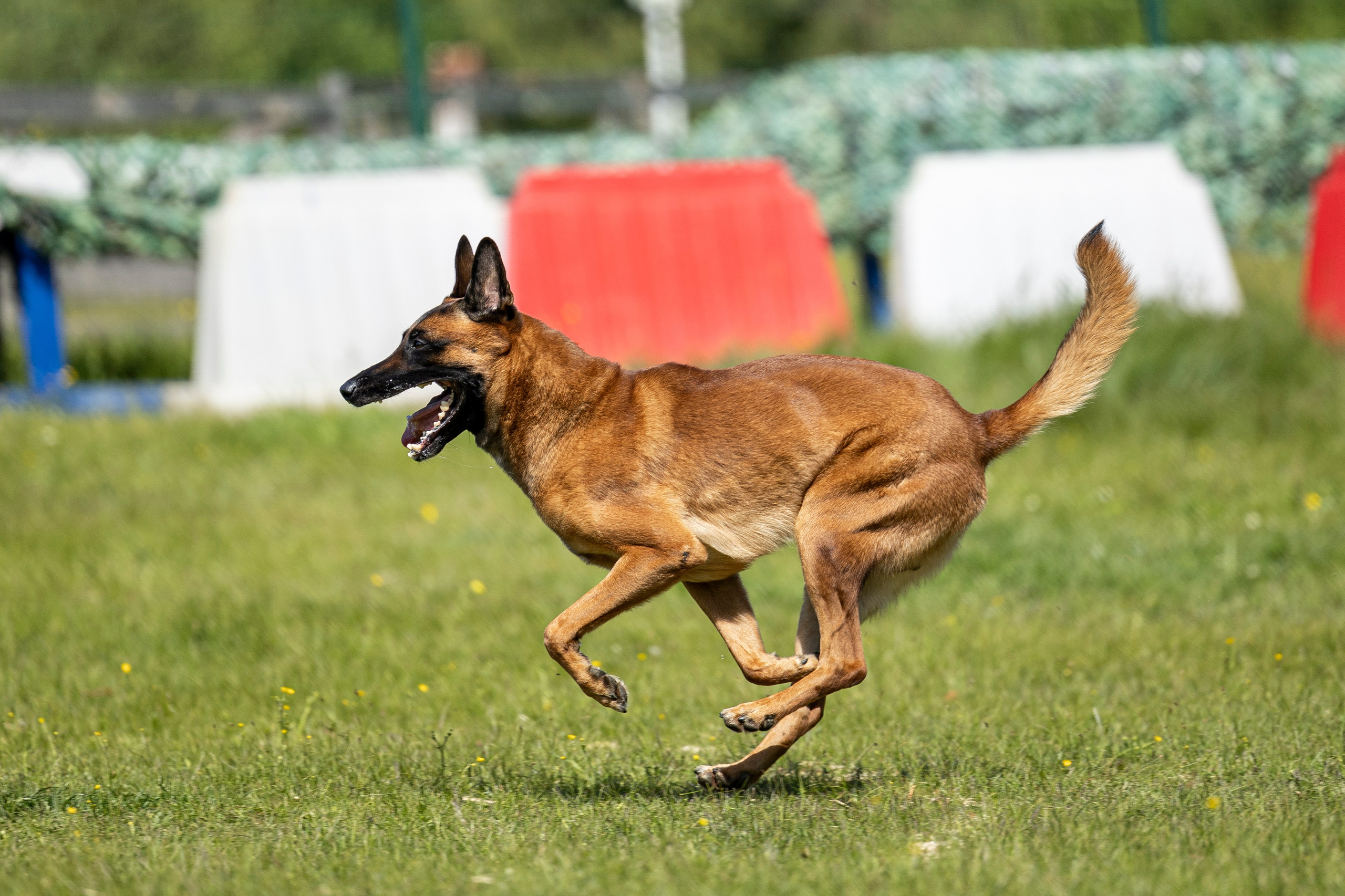Испытания по мондьорингу в Нижнем Новгороде. Фотограф-анималист Анна Маринич