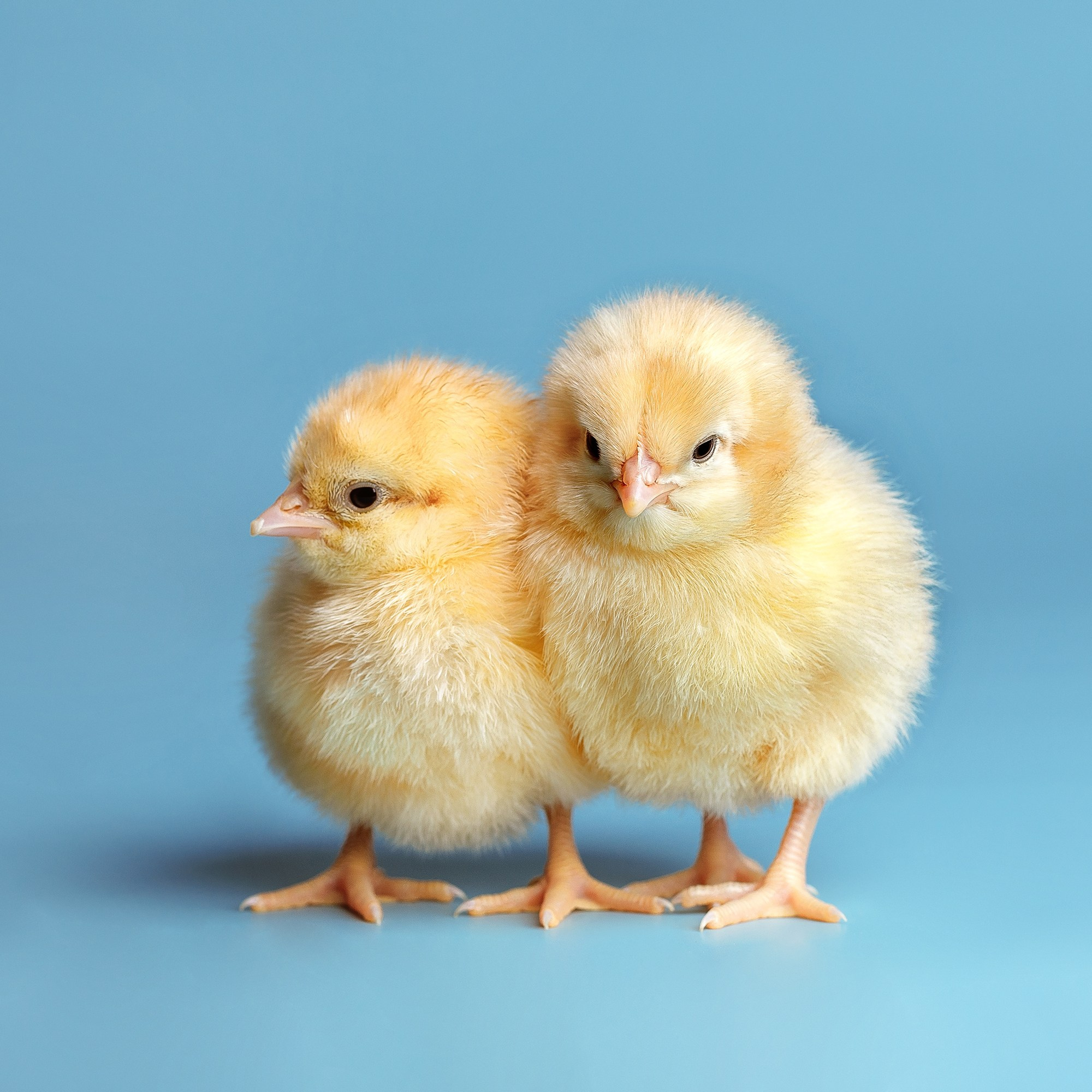 «Волжанин»