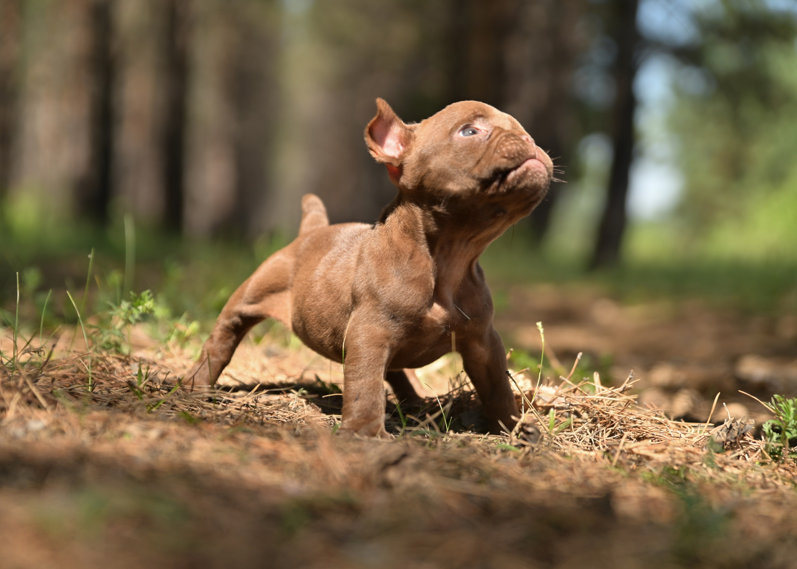 Свободные щенки Американский Булли в Иркутске. Питомник собак Иркутск