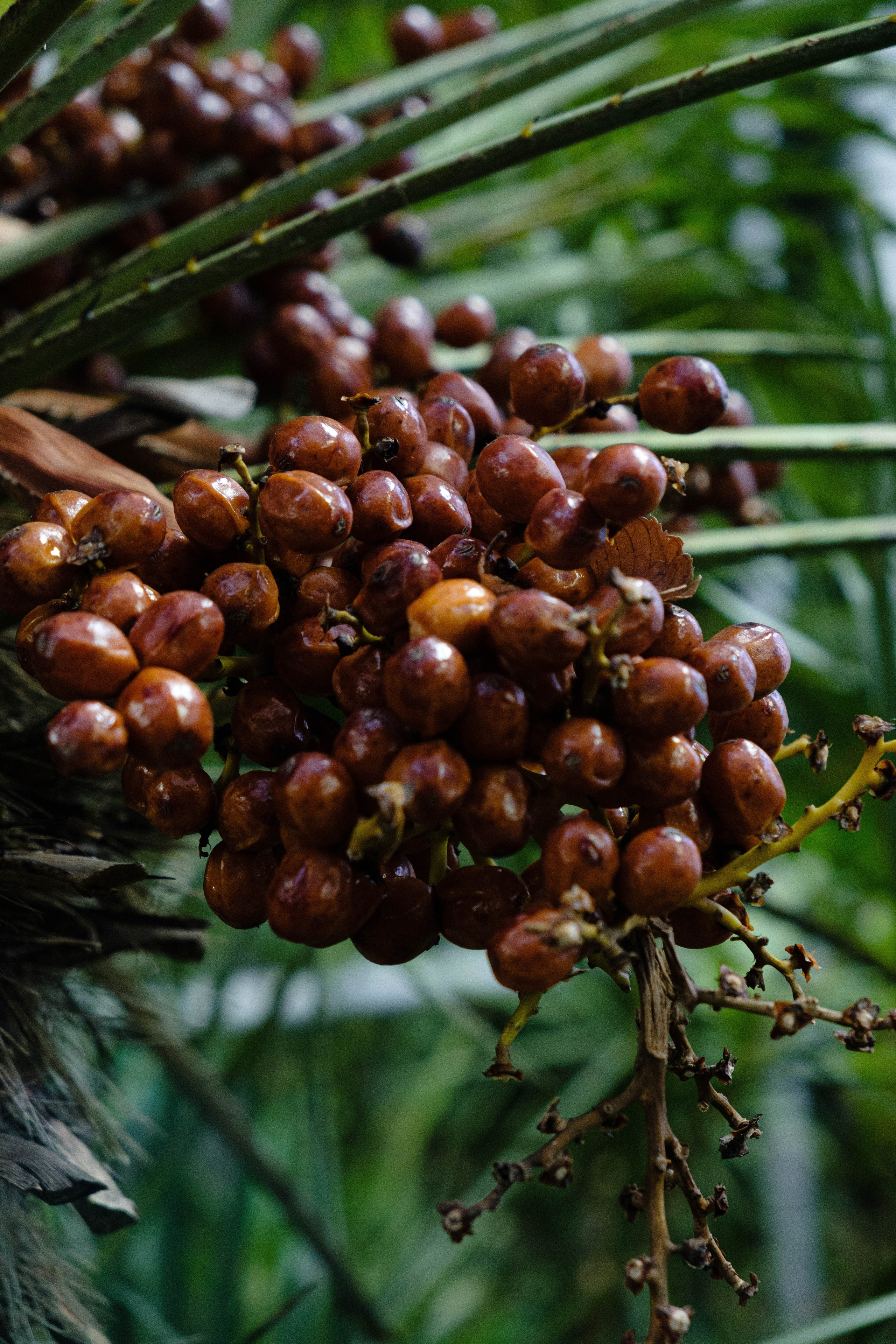Старая Фондовая оранжерея. Алексей Никифоров свадебный и семейный фотограф Москва, Химки