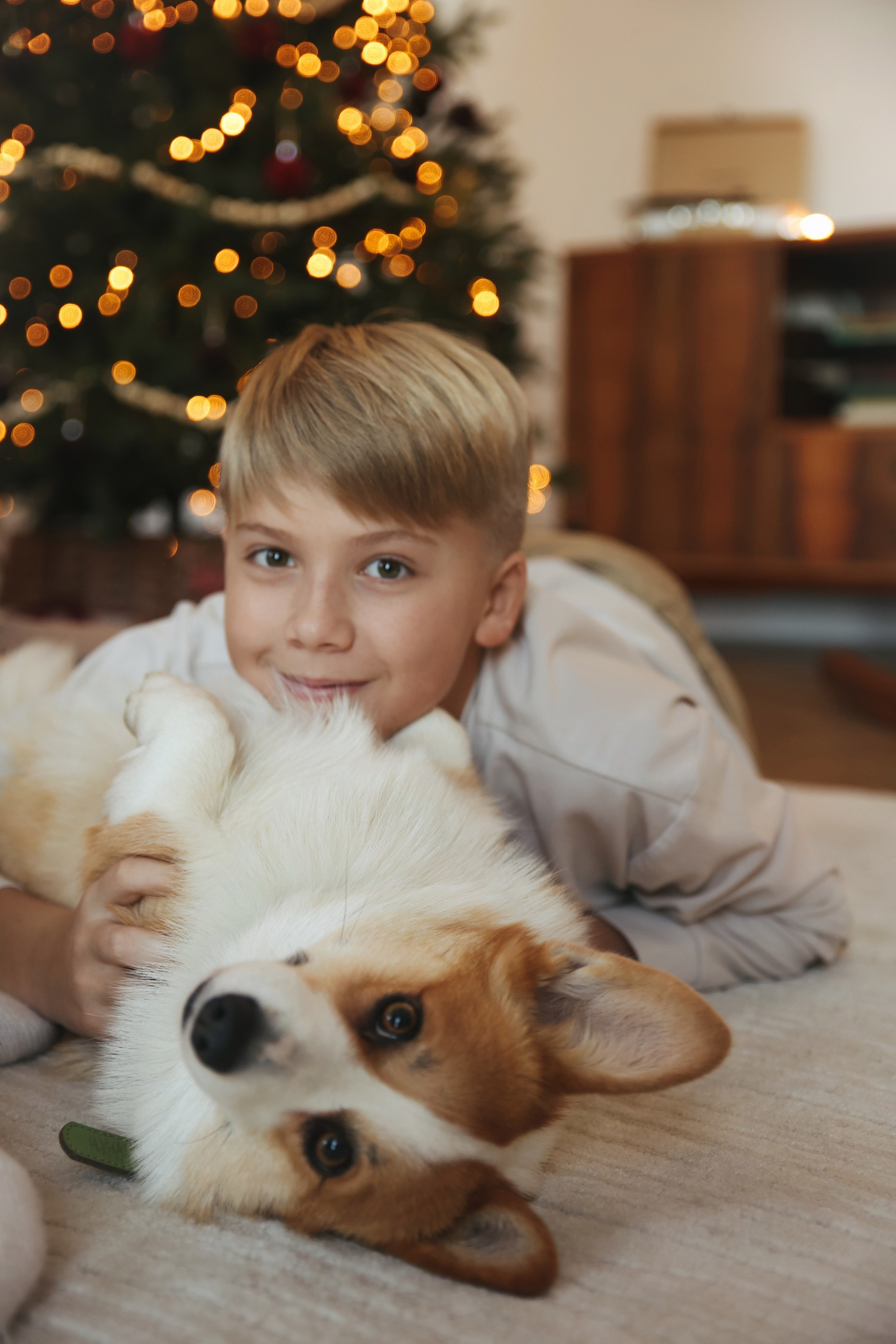 Новогодняя фотосессия во Владимире съемка на новый год фотосессия в студии фотограф во Владимире фотограф в Москве корги. Фотограф Владимир Москва